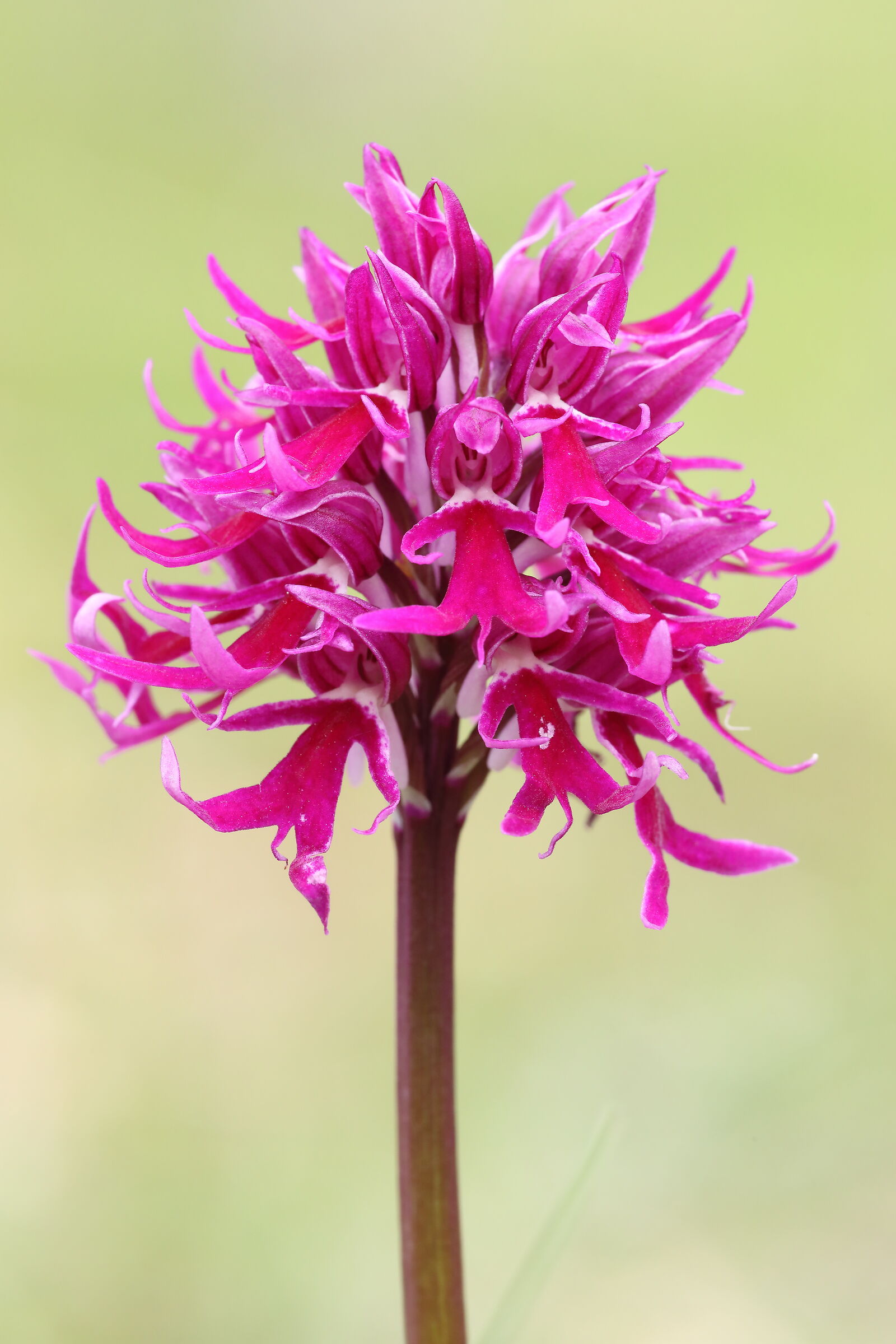 Orchis Italica iperchromatic