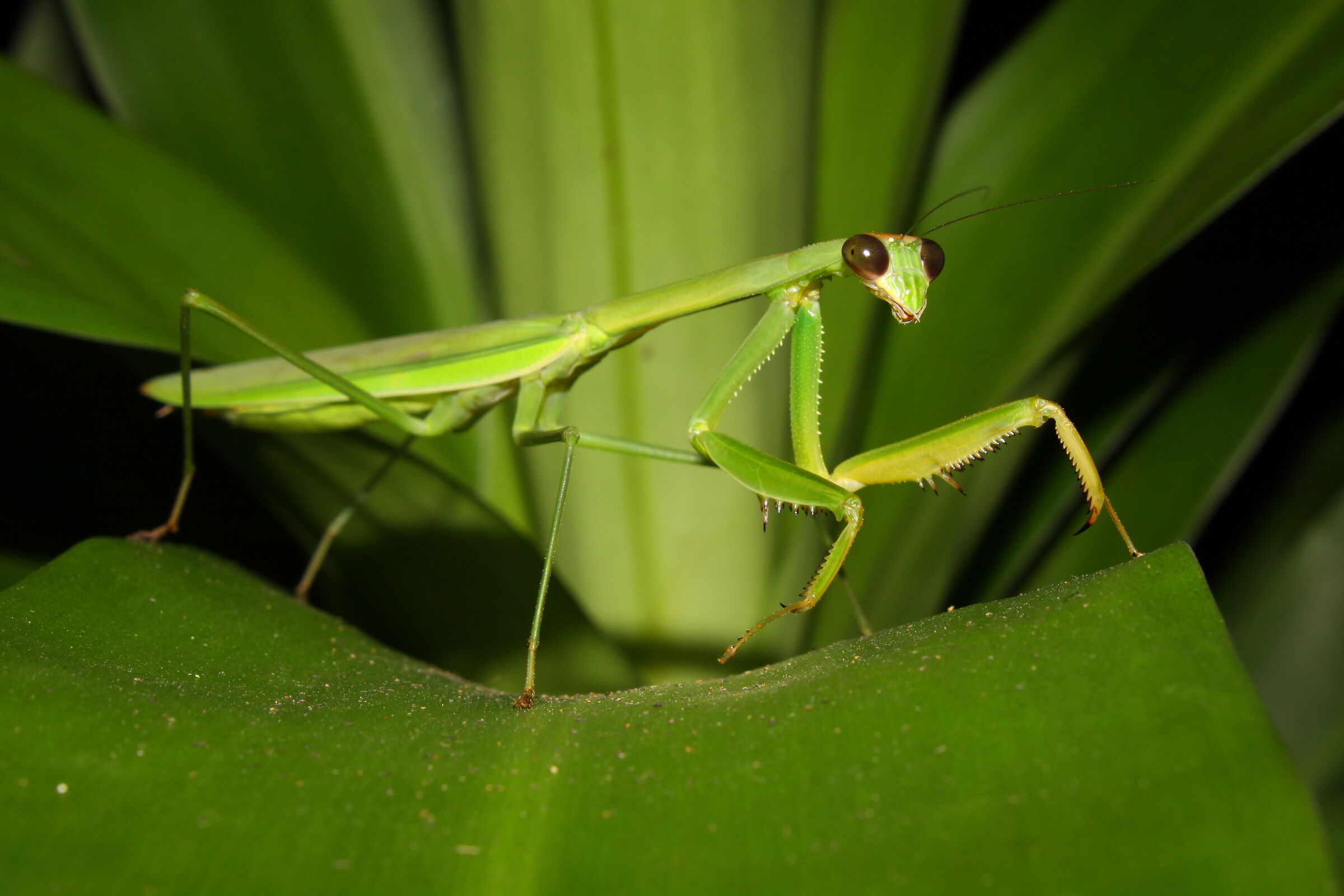 Mantis