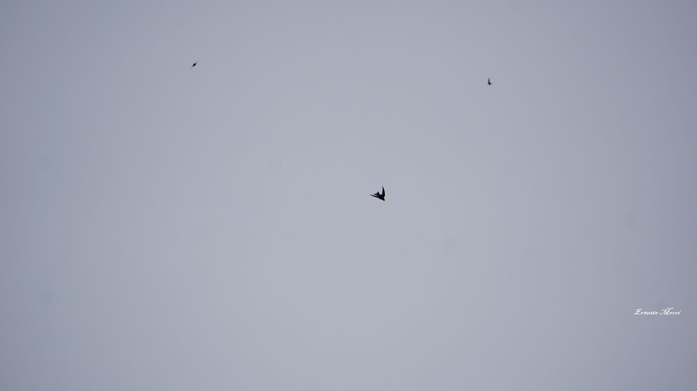 Tempo Brutto - la Rondine in Picchiata