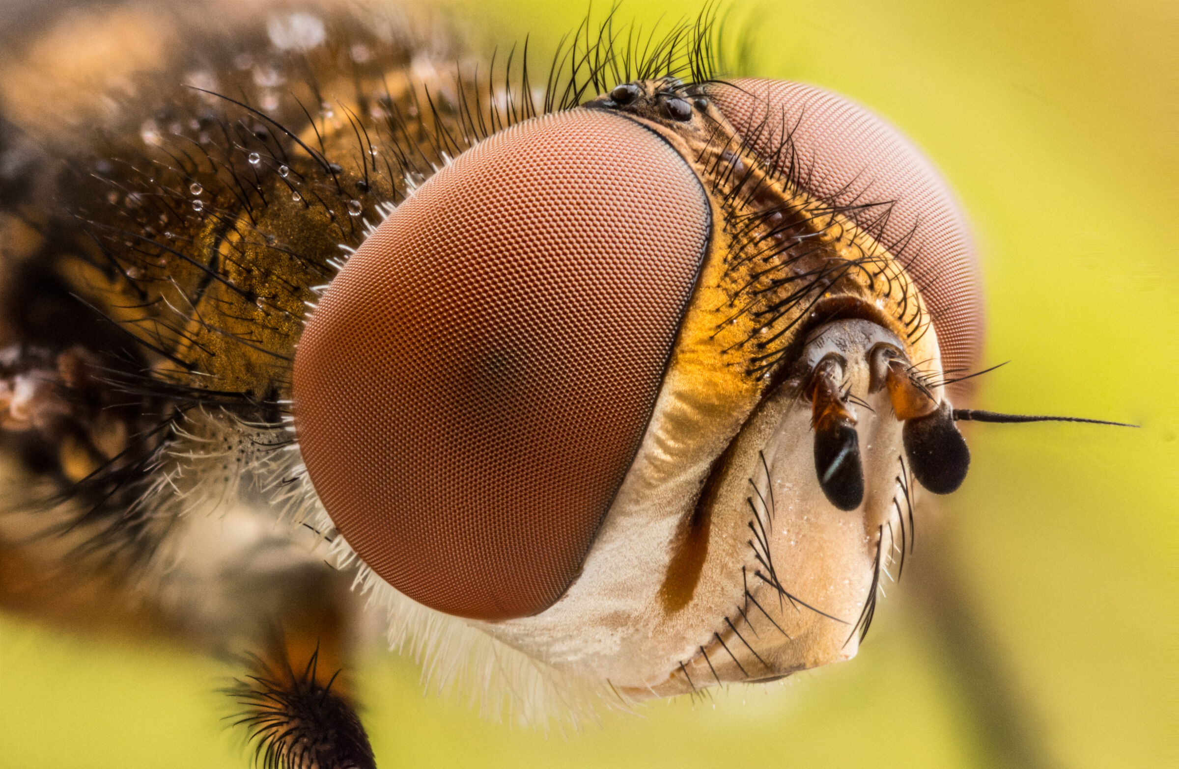 Sleep... But I'm keeping an eye on you!