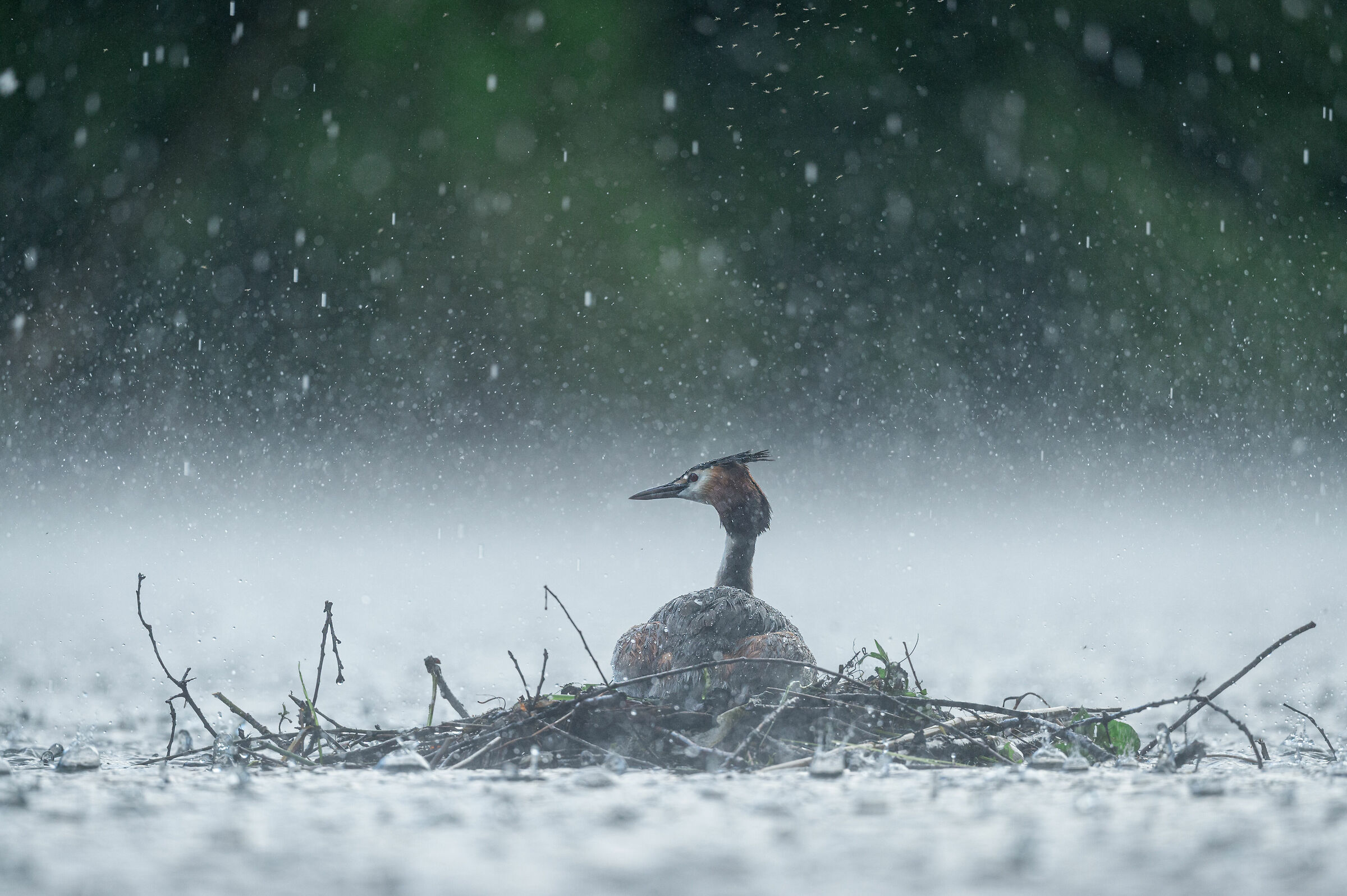 Lo Svasso e il temporale