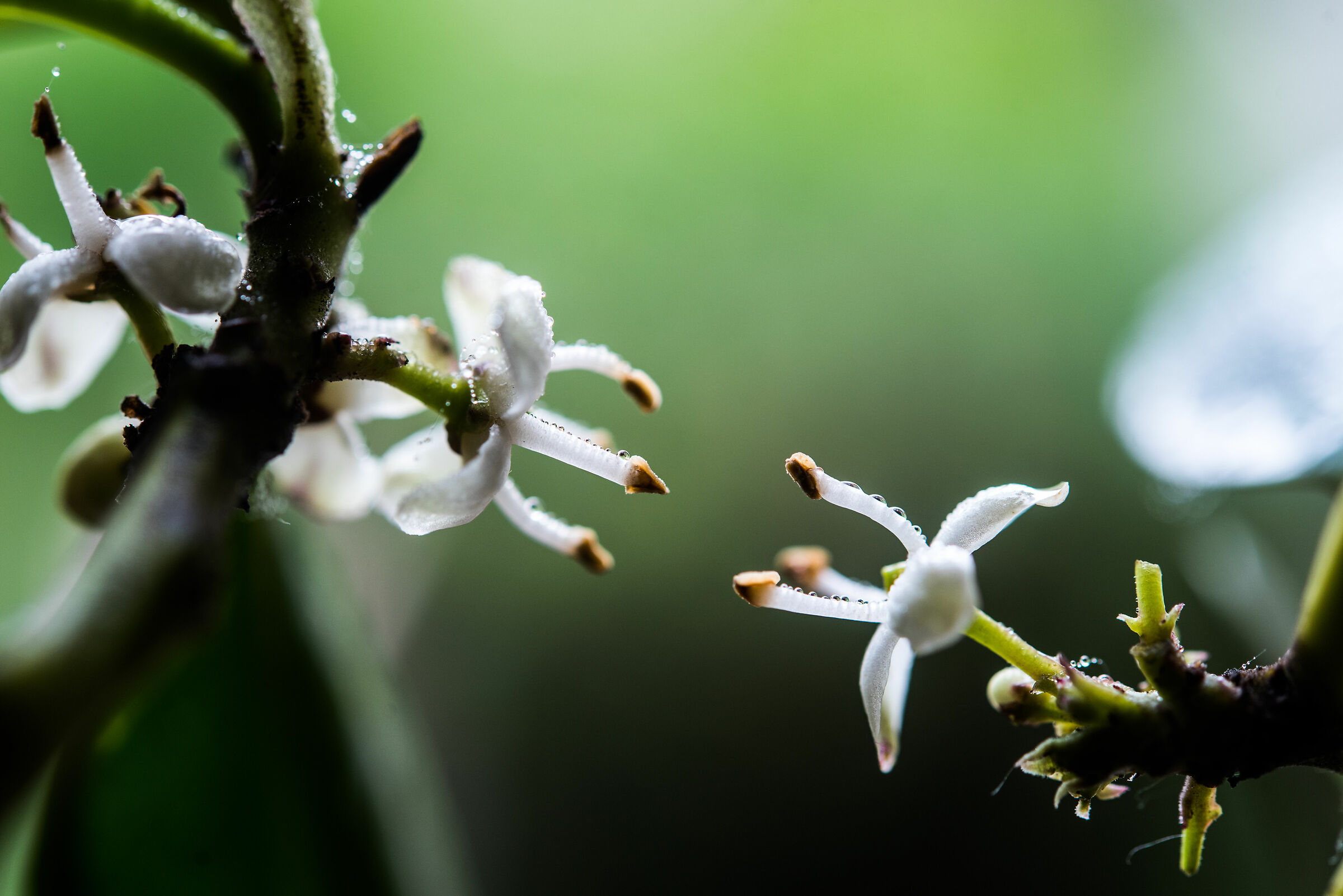 Incastri naturali...