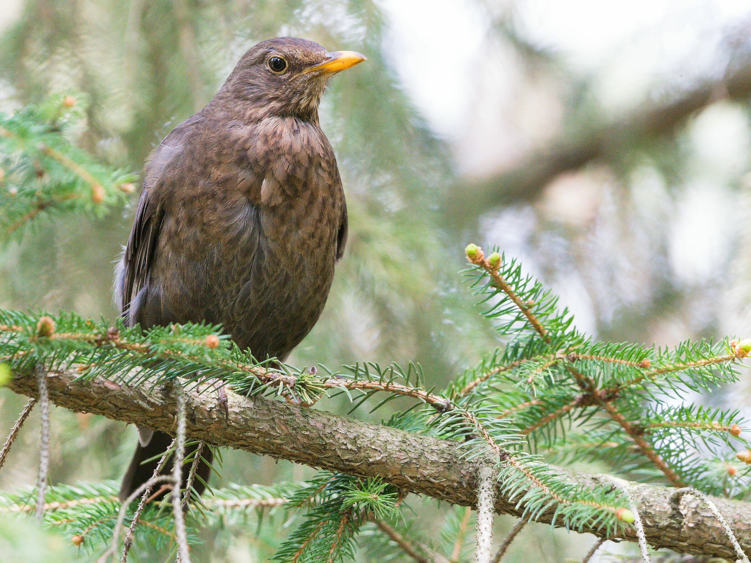 Blackbird comune (Turdus merula)