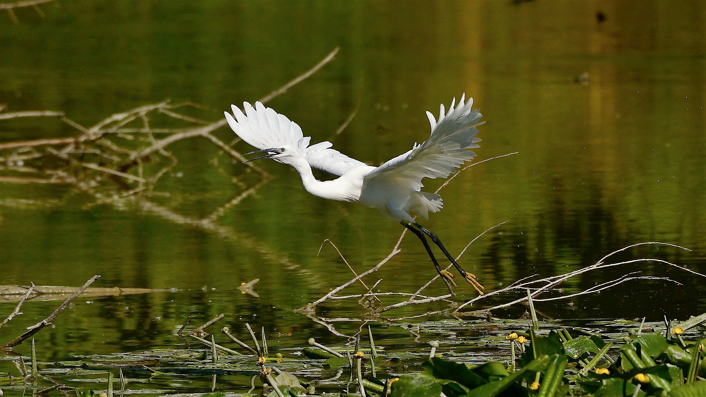 Egret
