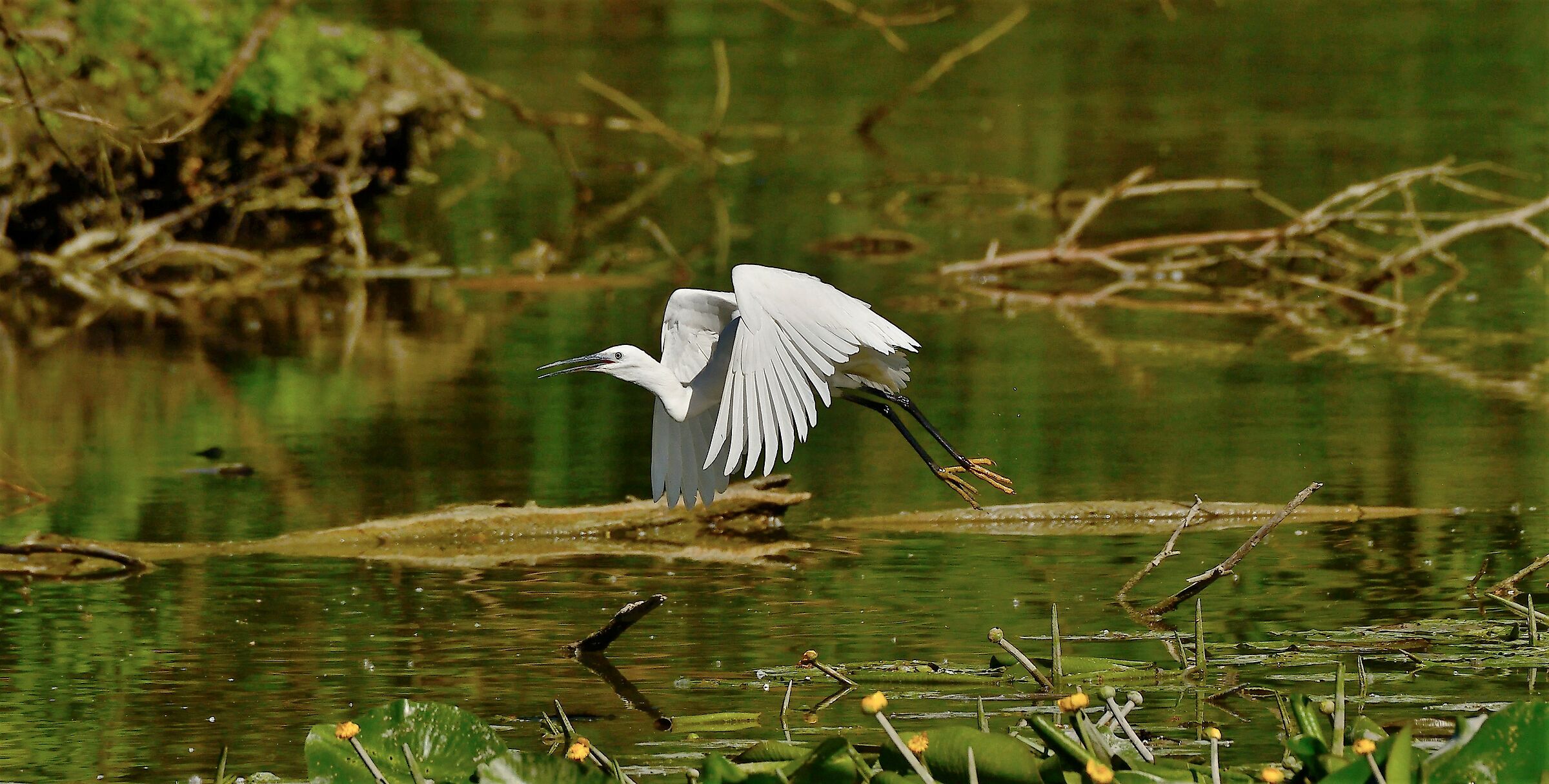 Egret