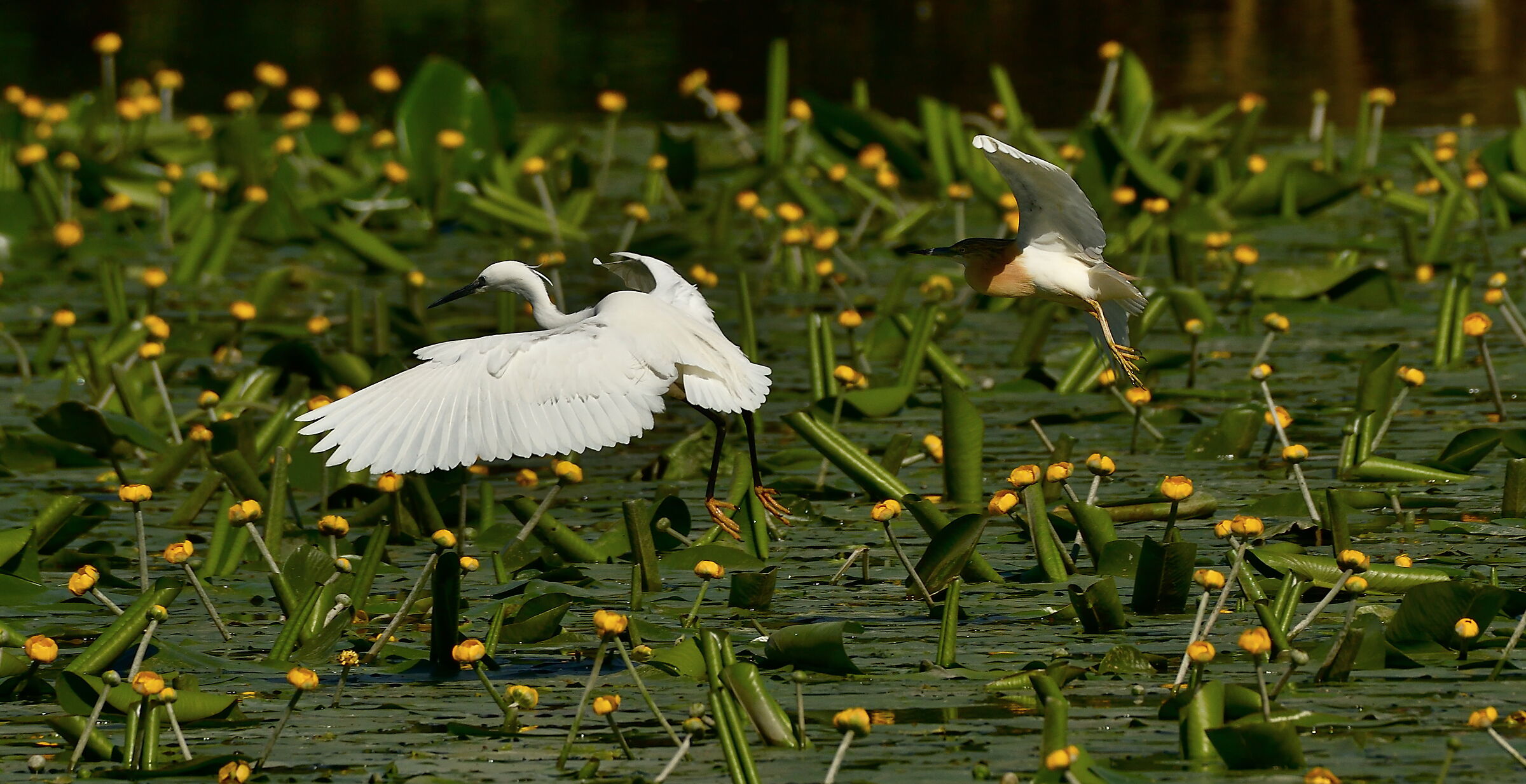 Egret and Sgarza.... Collision Course