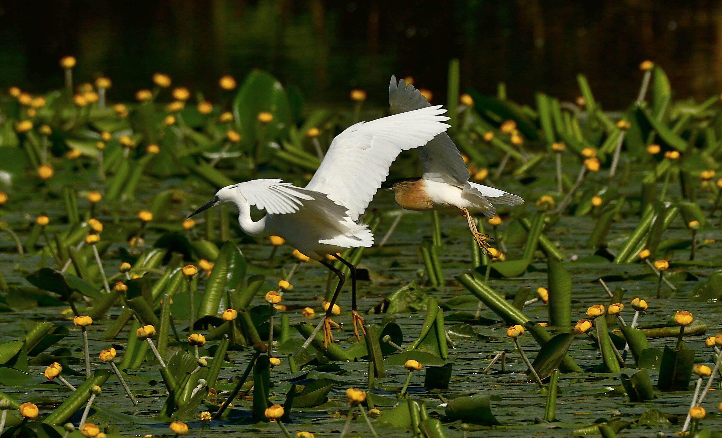 Egret and Sgarza.... Collision Course