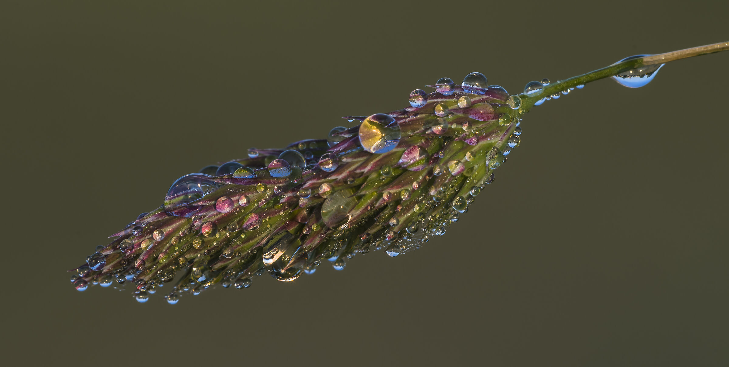 Dewy