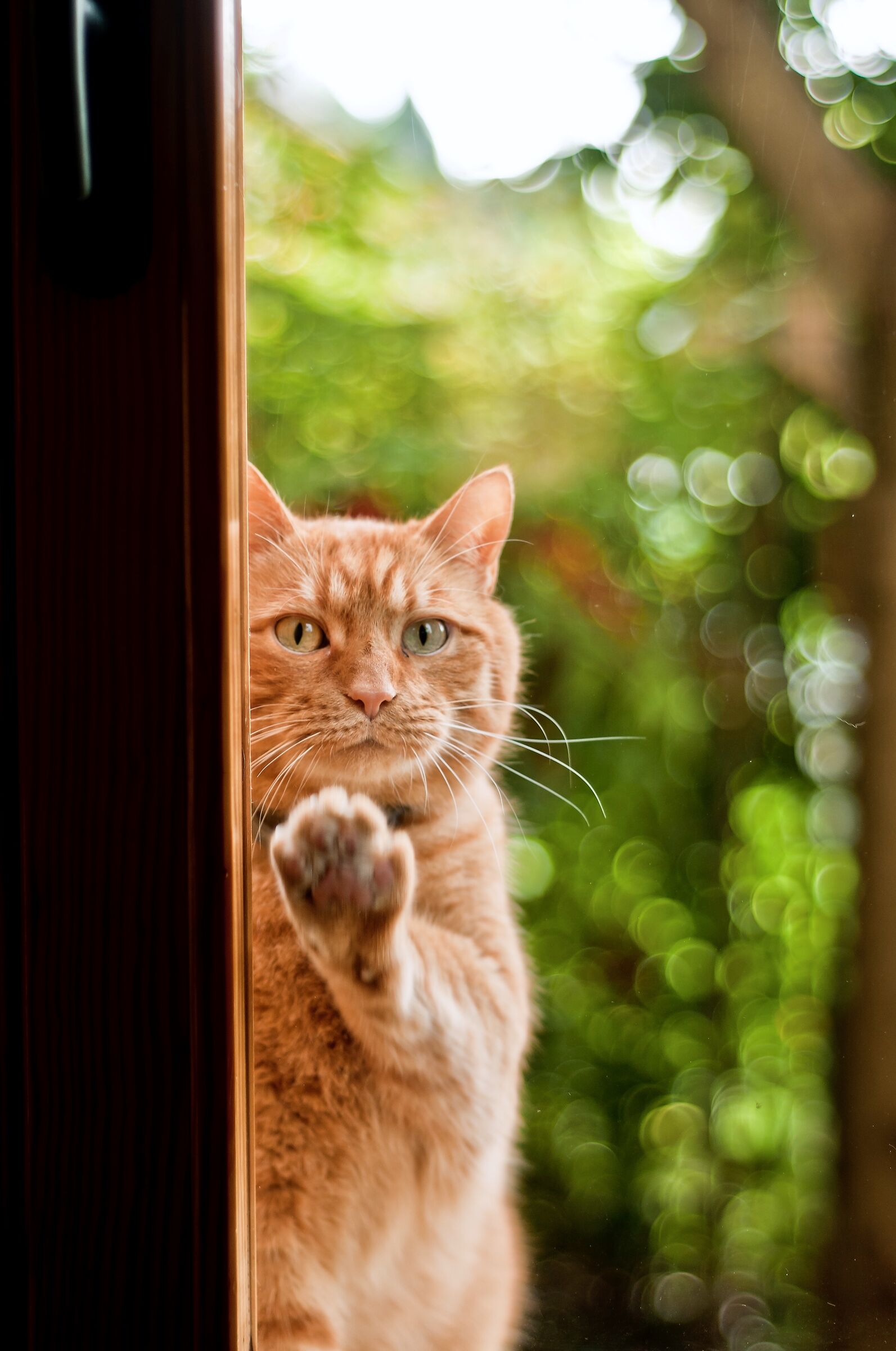 Hey Human, open the window!