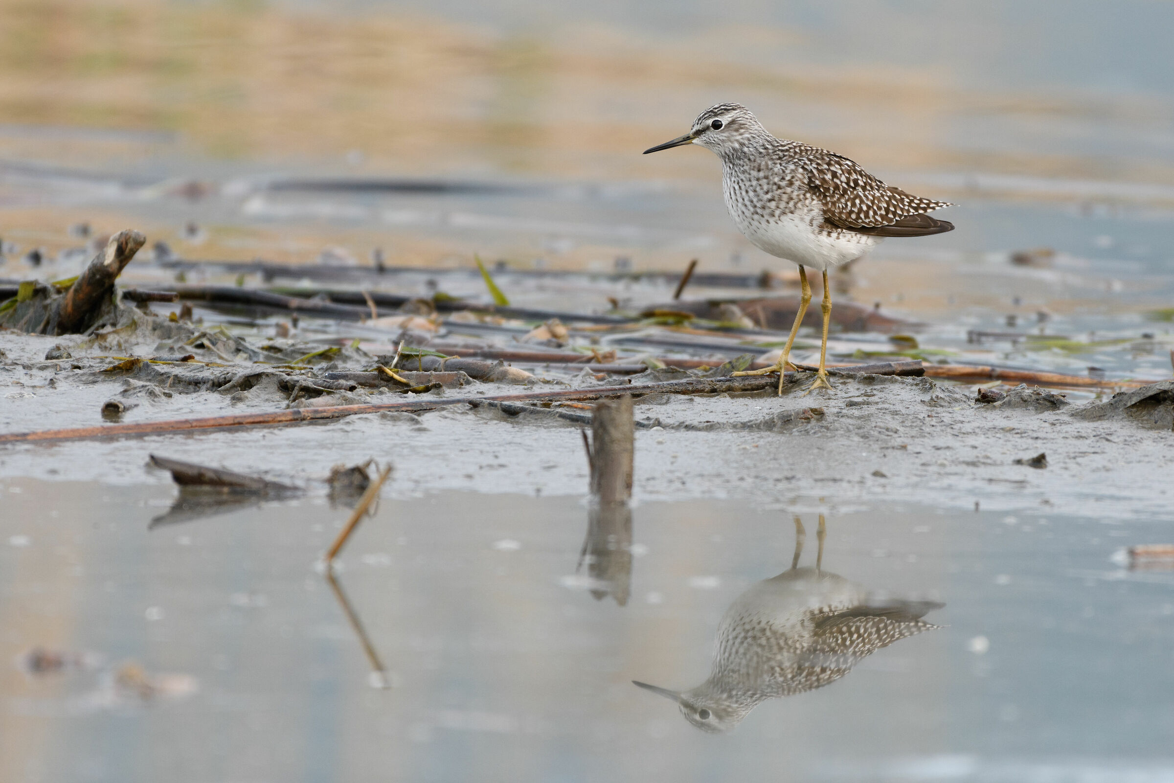 Piro Piro Boschereccio