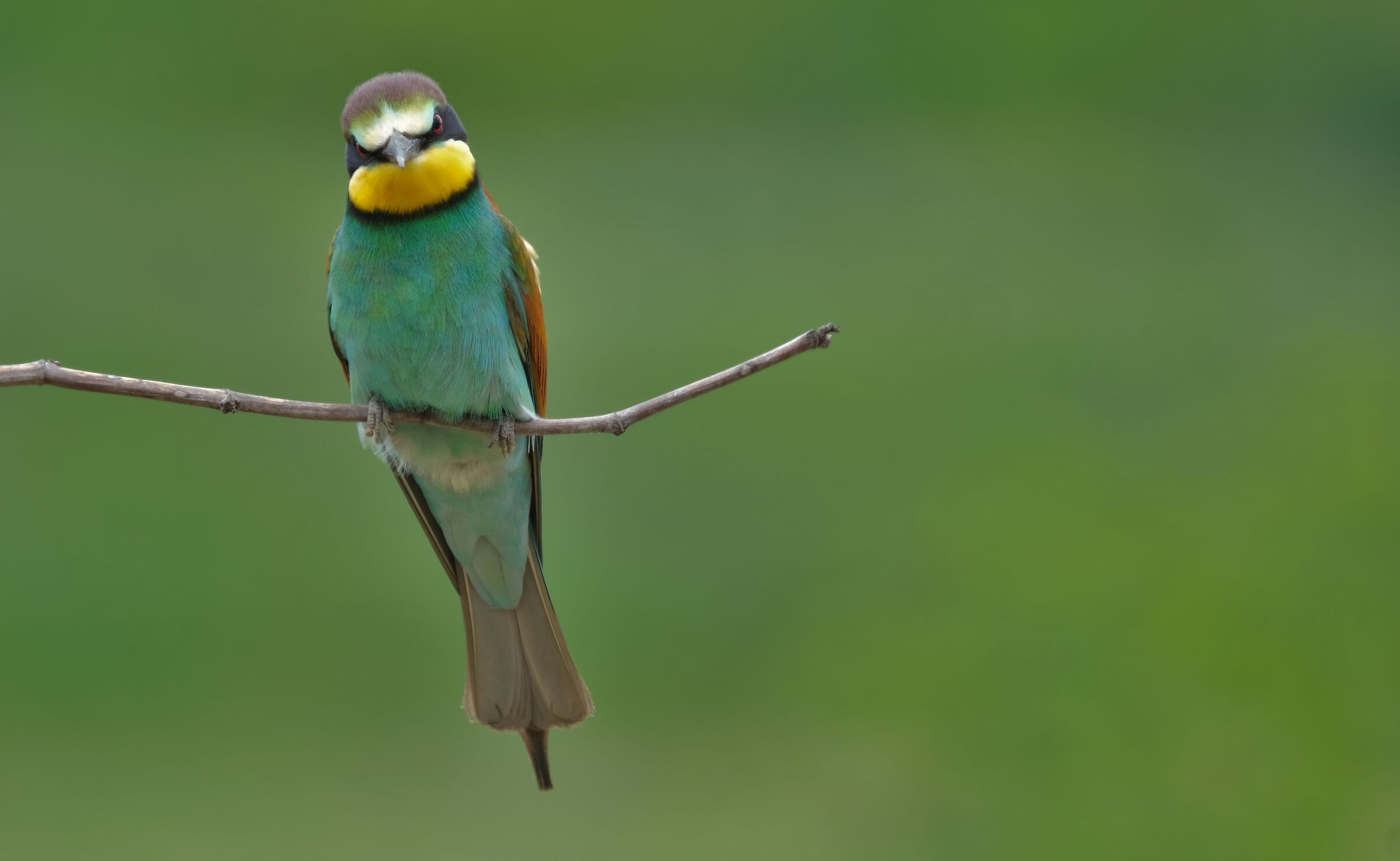 Angry Bee-eater