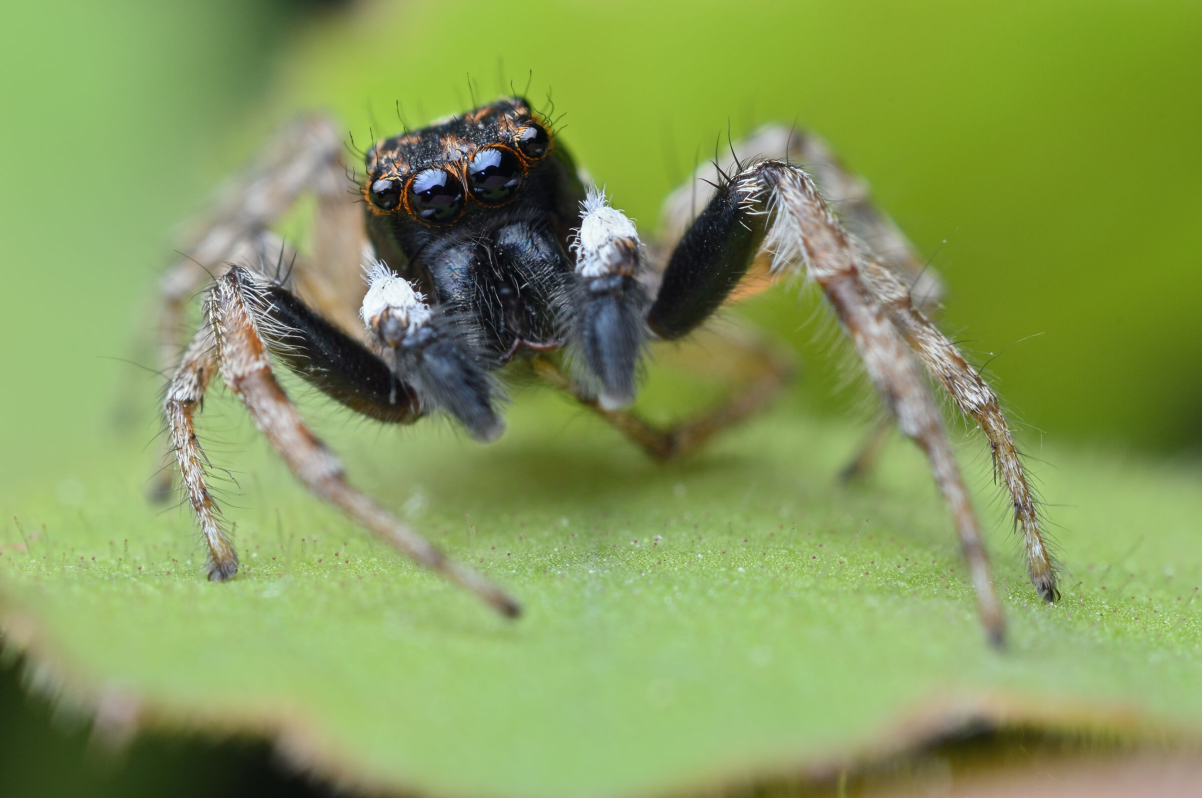 Salticidae