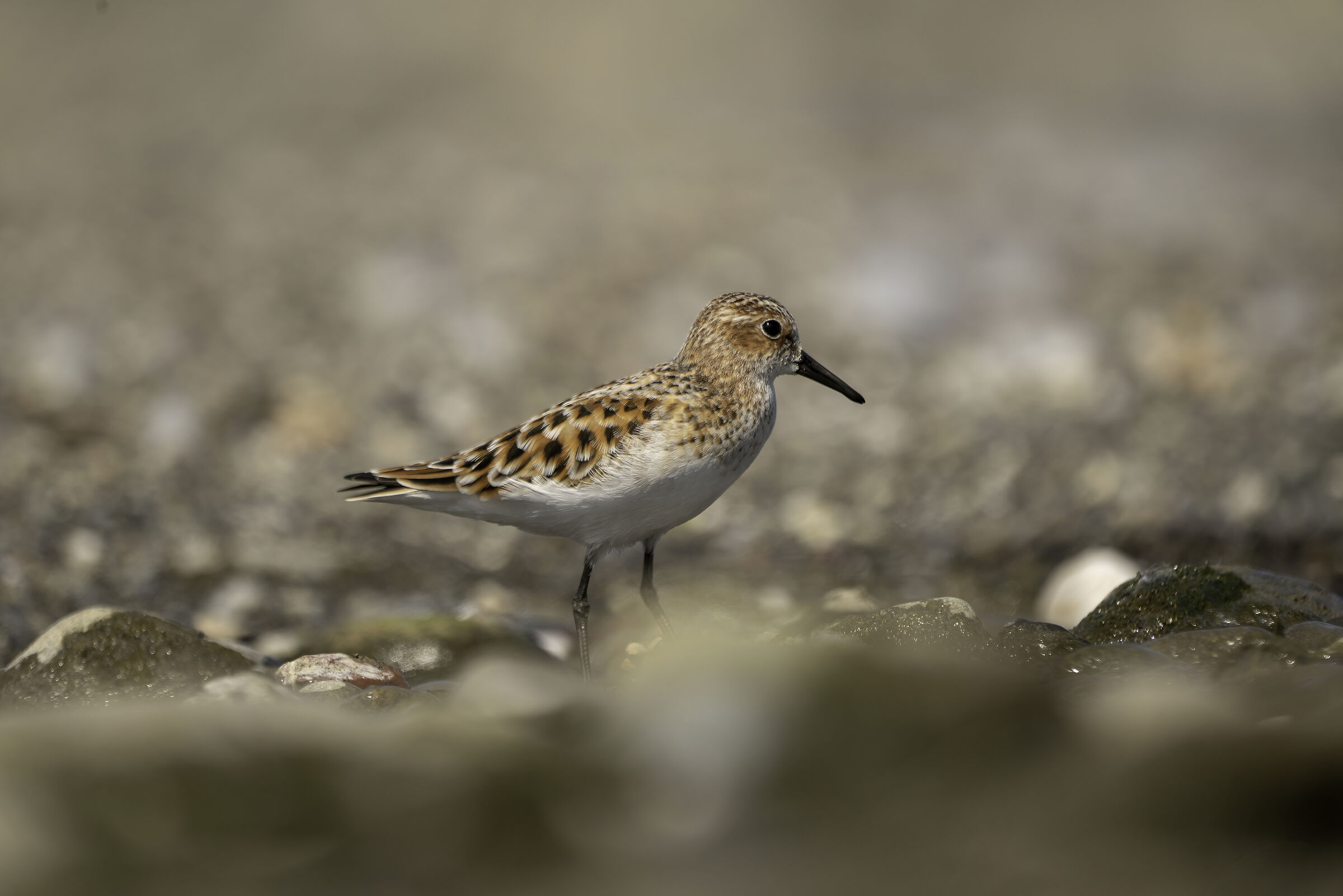 non è un mio uccello