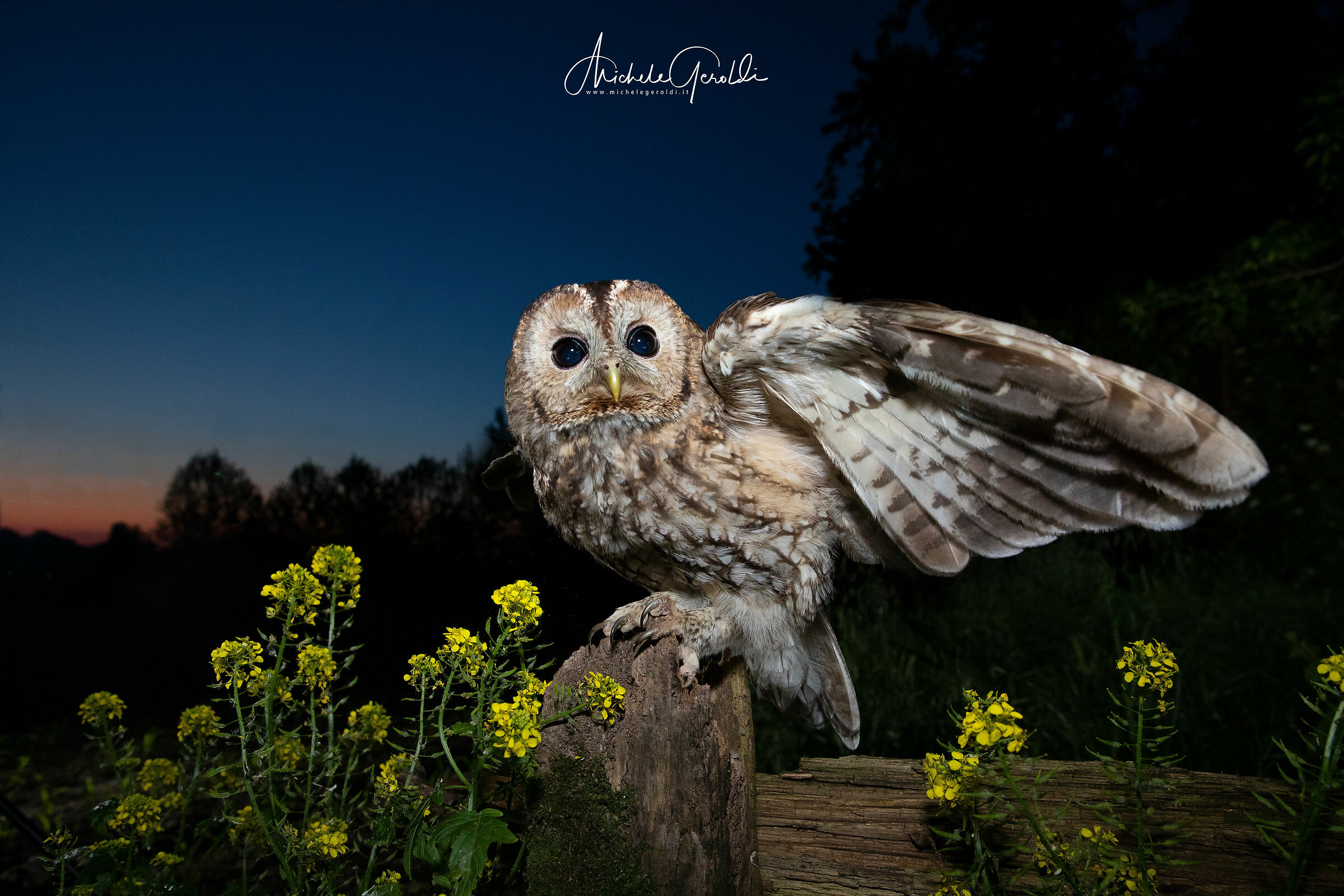 tawny owl