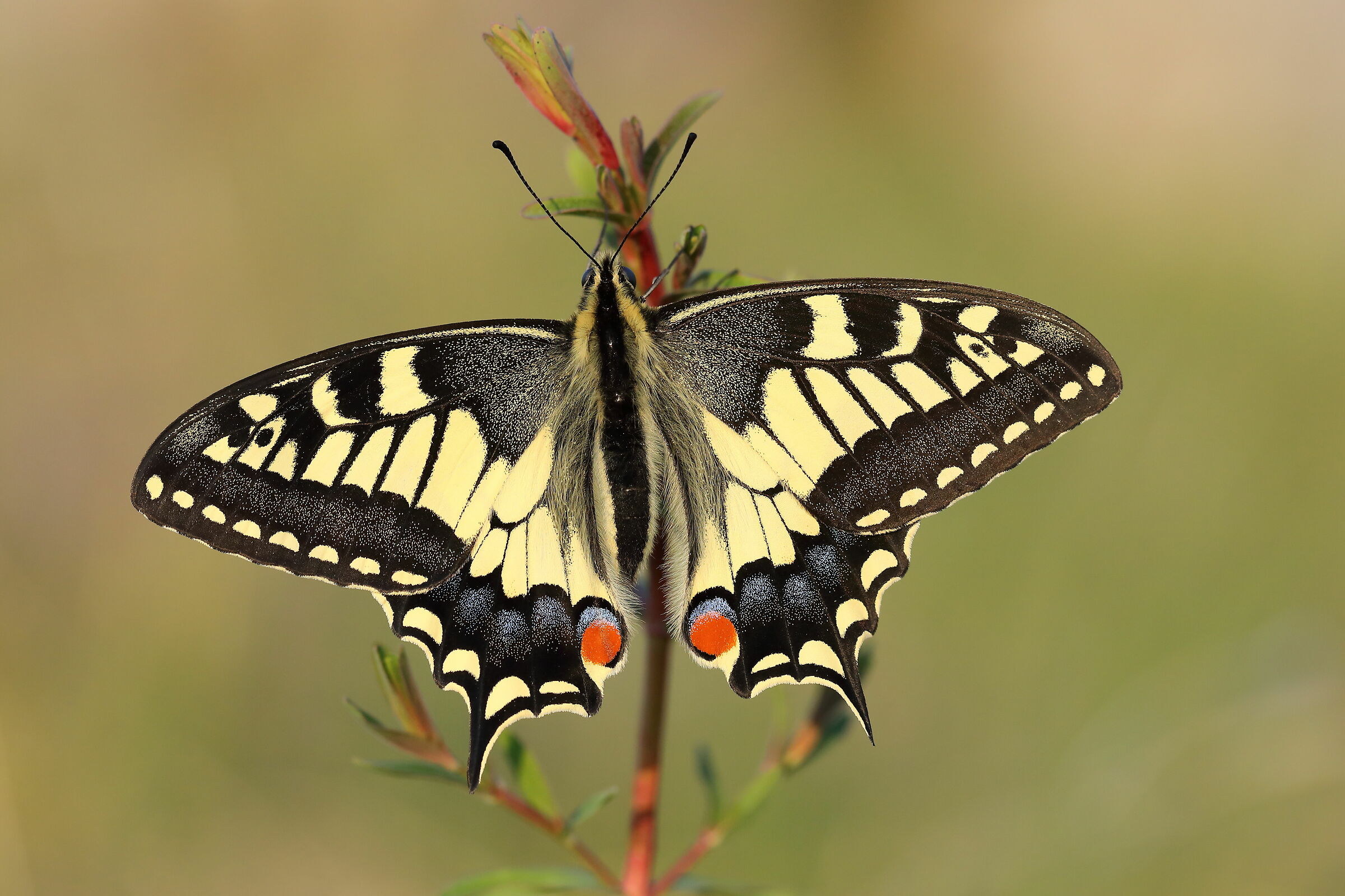 Papilio macaon
