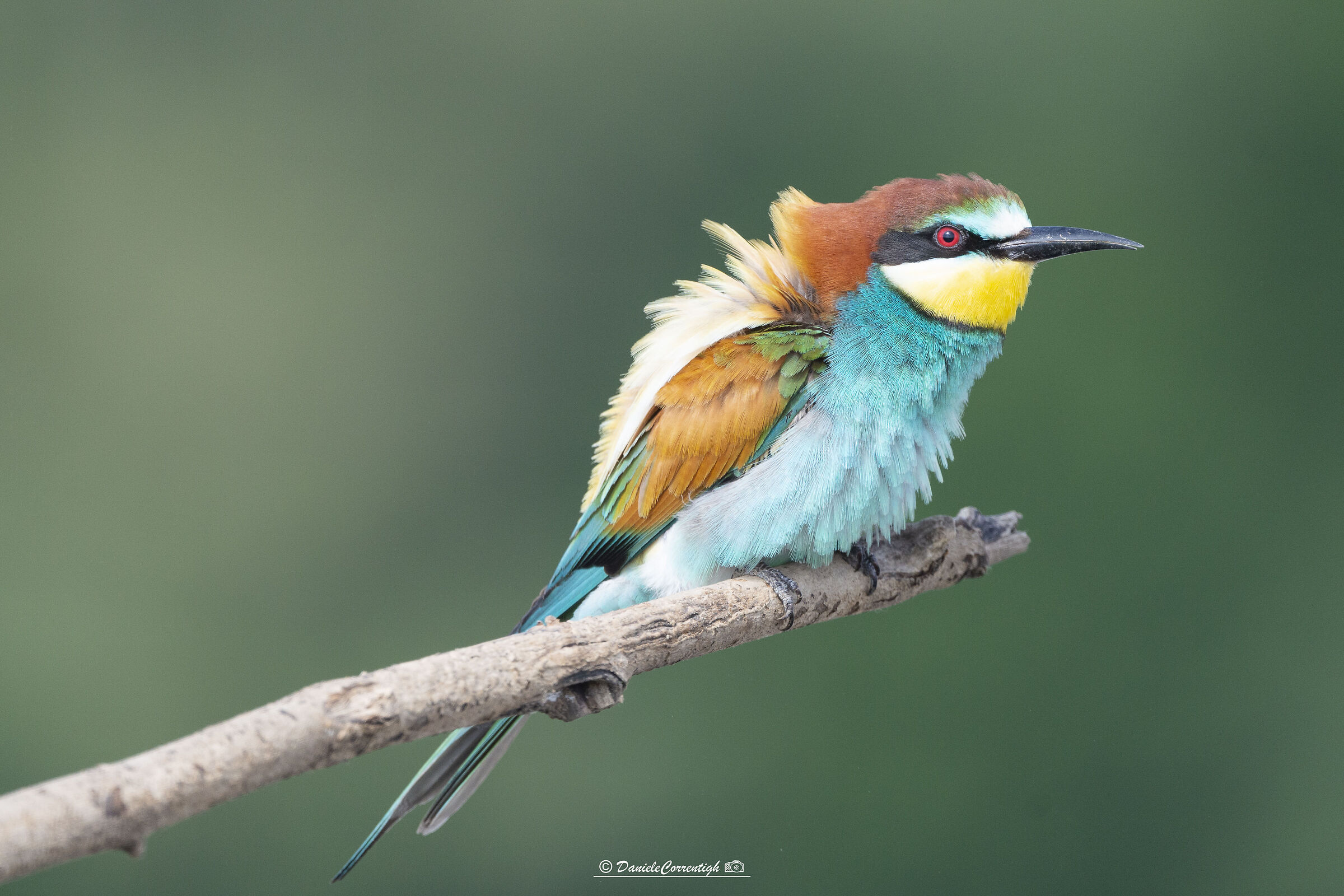 Bee-eater