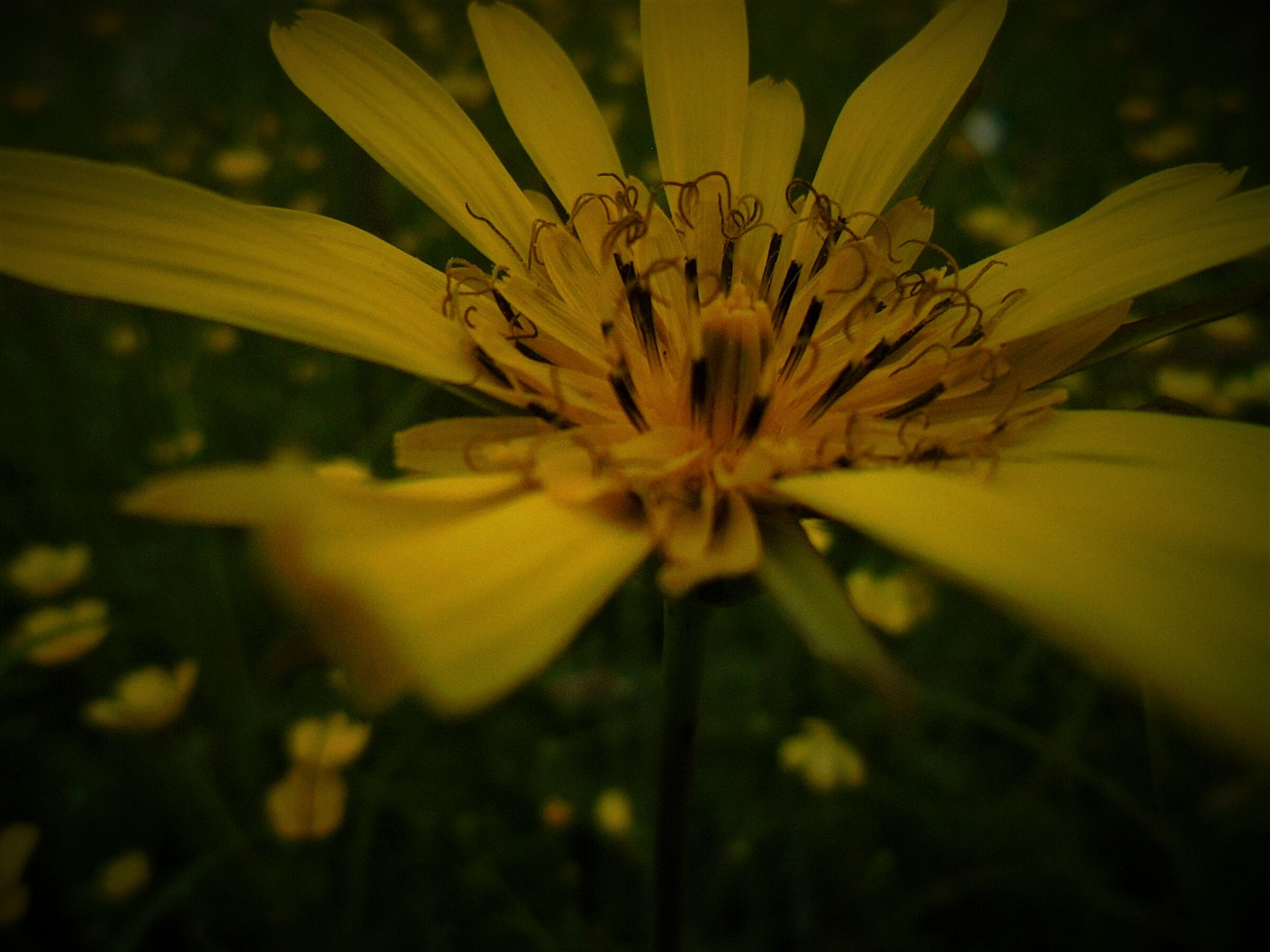 Yellow Flower