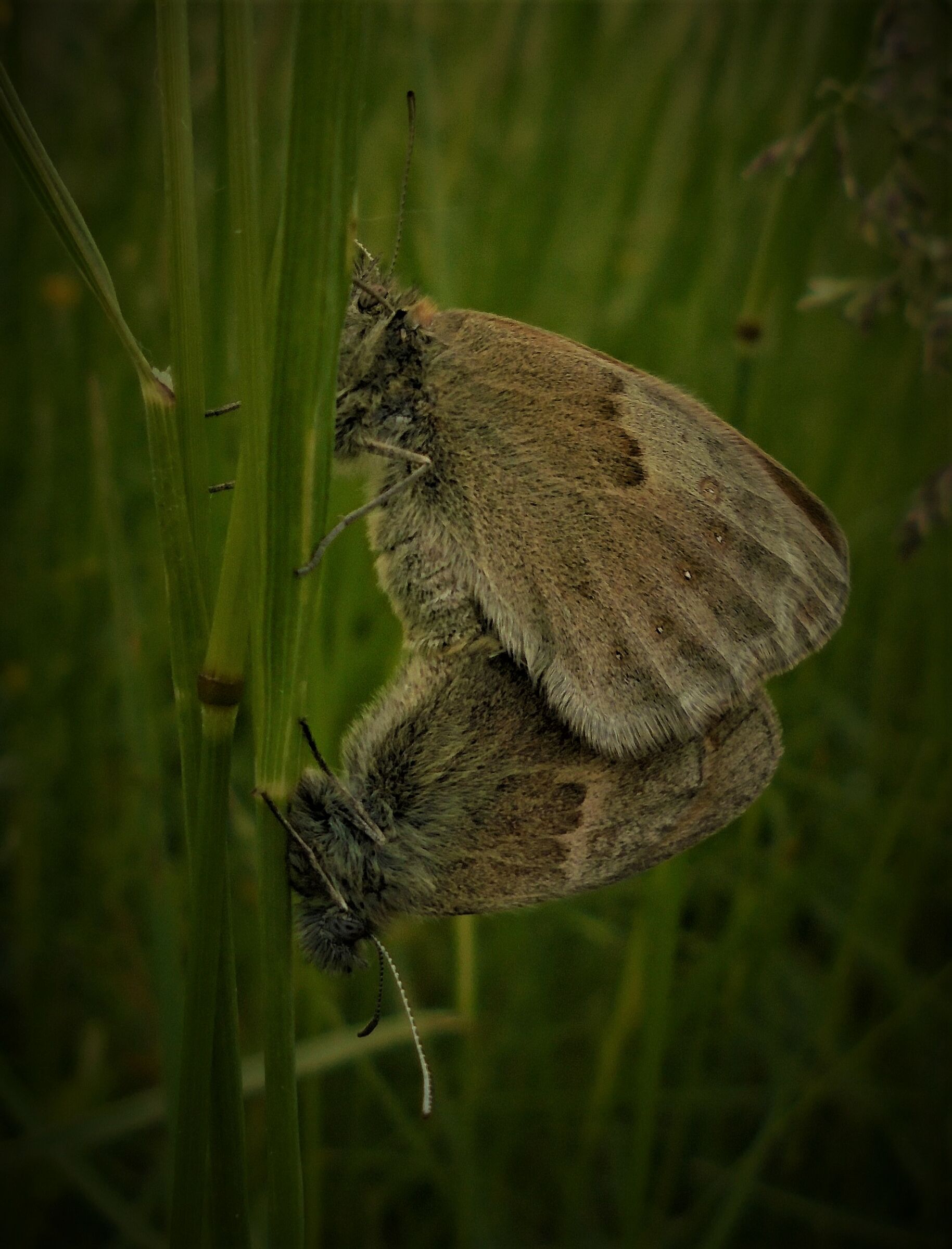 Butterfly mating