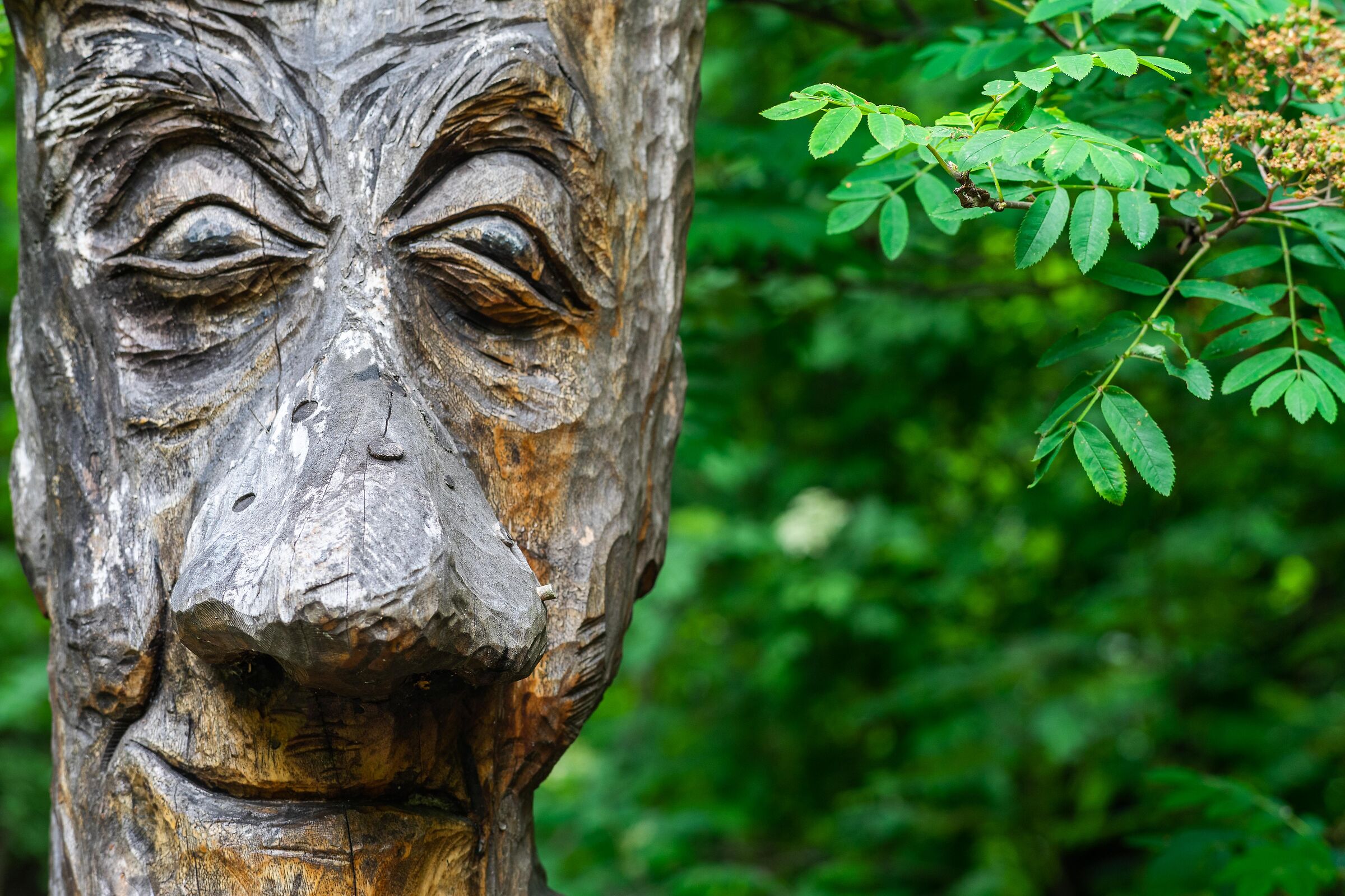 Attentive!!! The forest looks at you