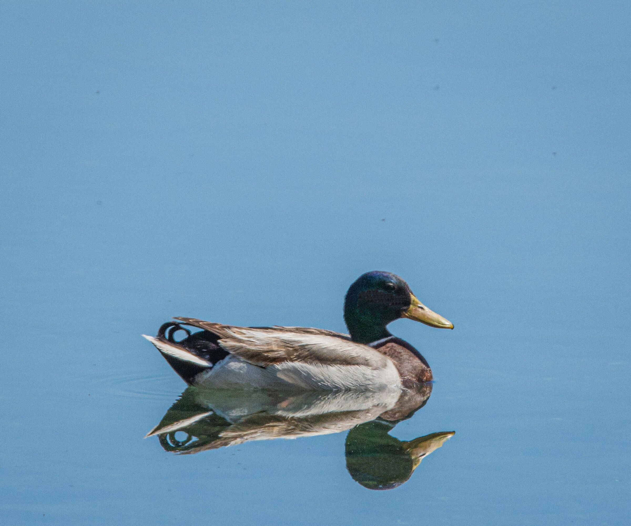 Germano reale riflesso