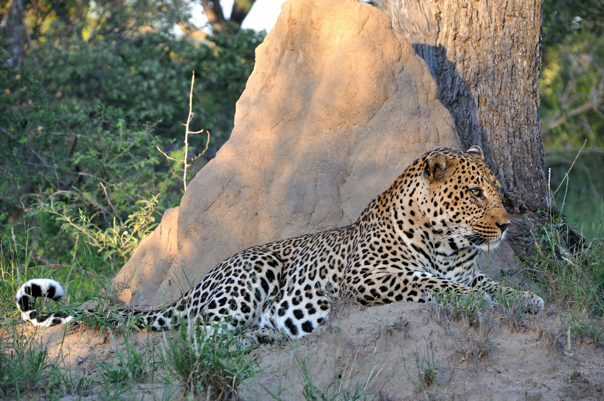 Waiting for the evening