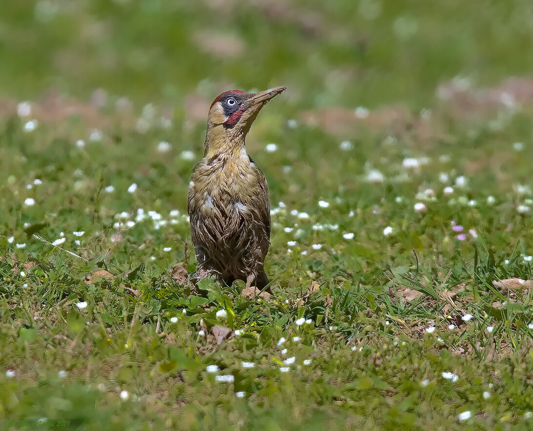 Green woodpeckers (Picus VirDIS)