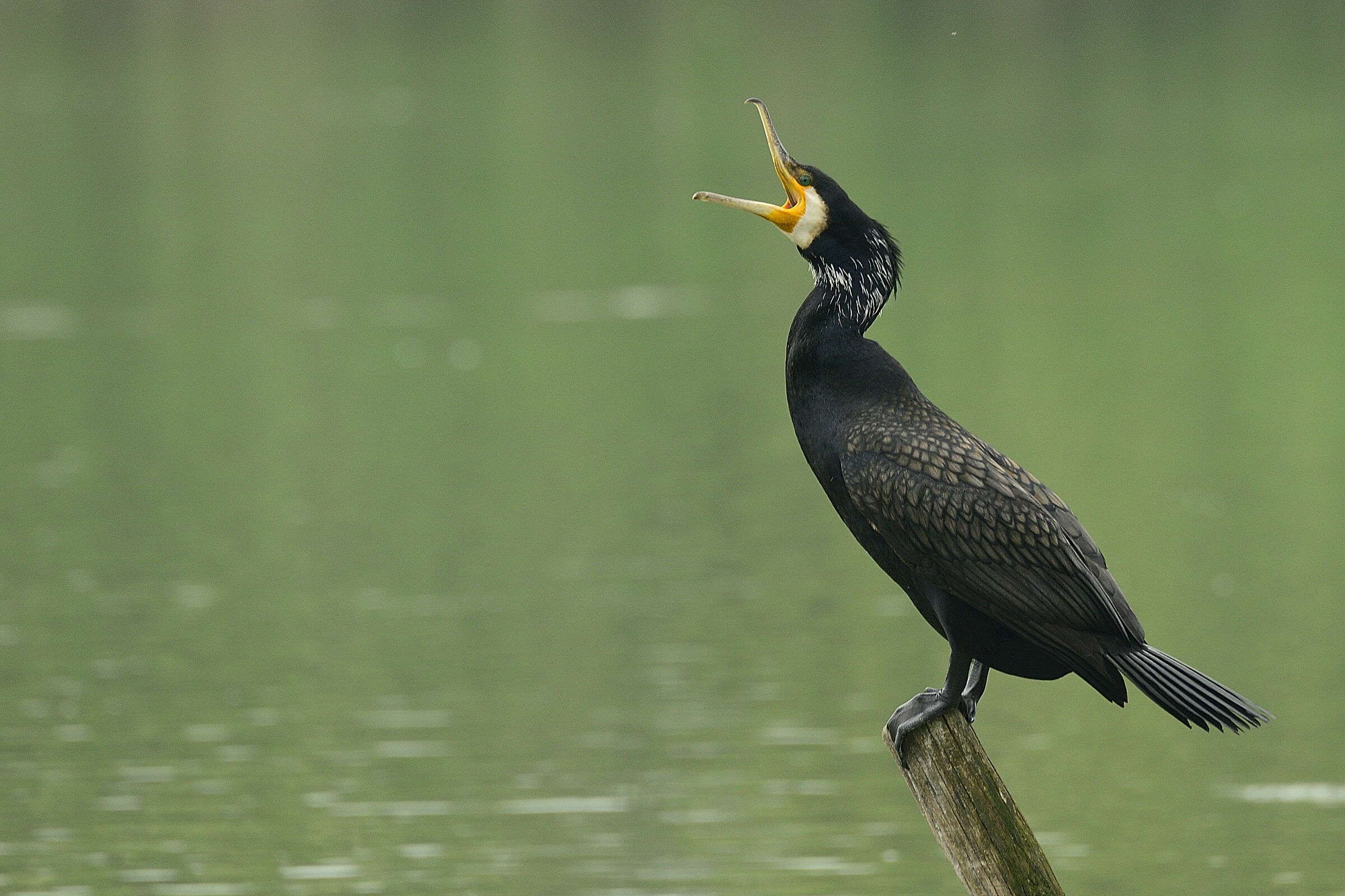 Cormorant