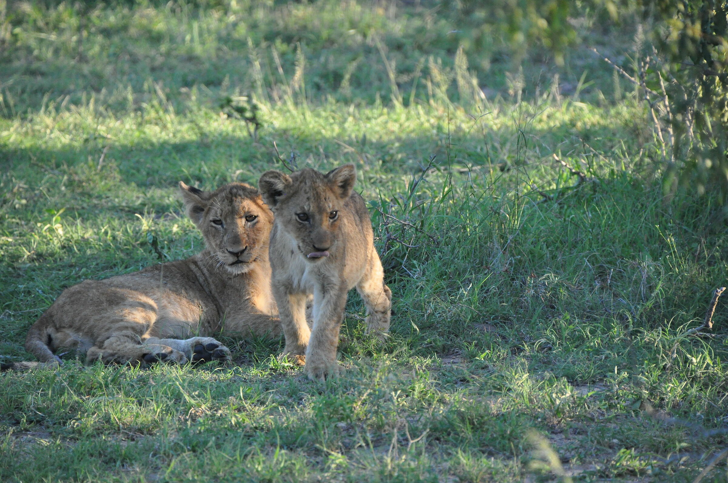 The law of the Savannah