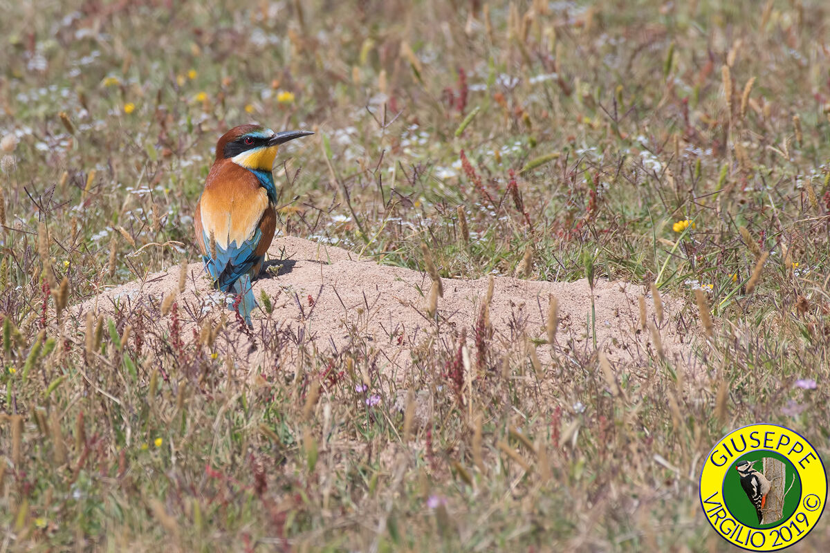 Bee-Eater (Sardinia) 2019