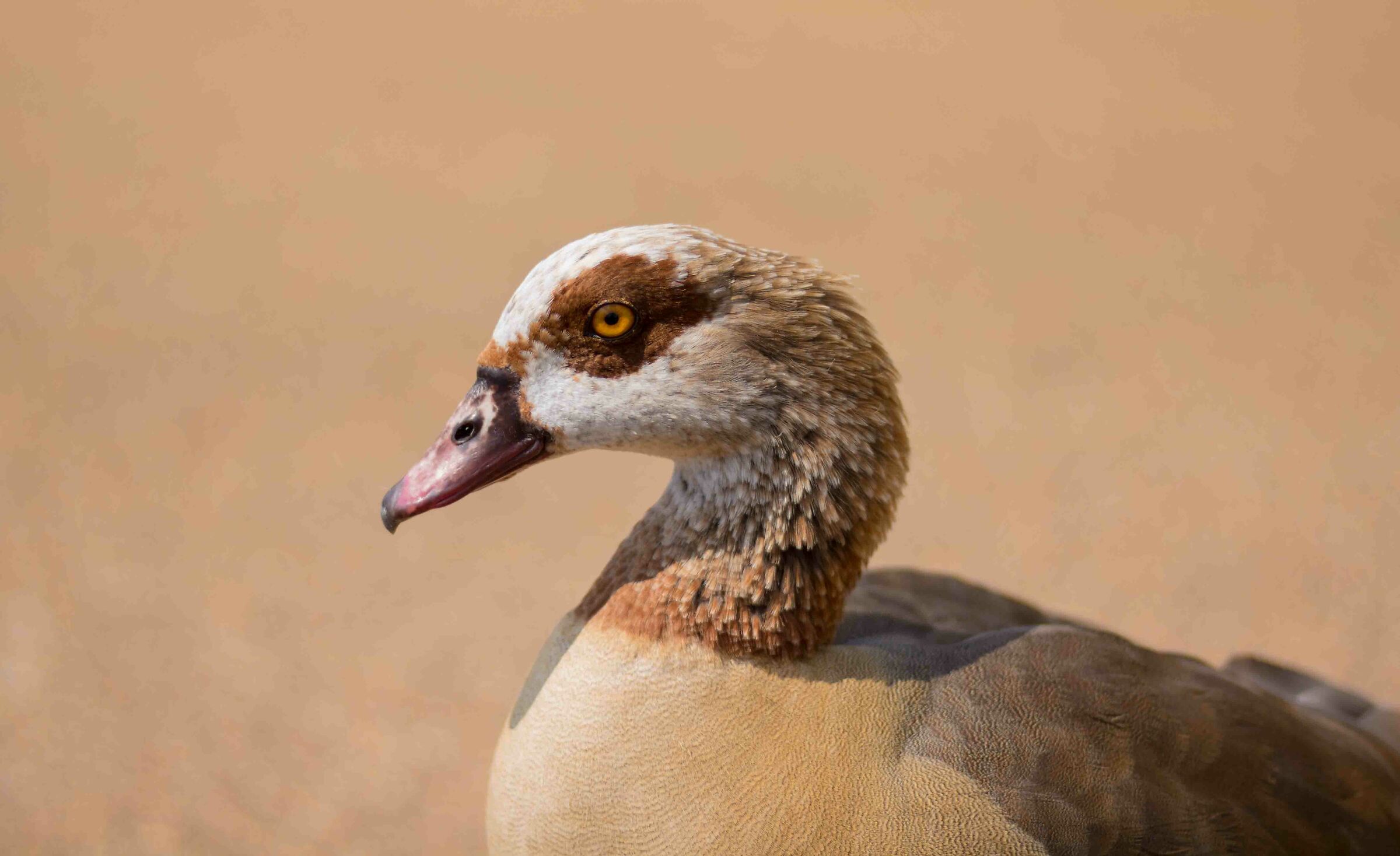 Duck in the foreground