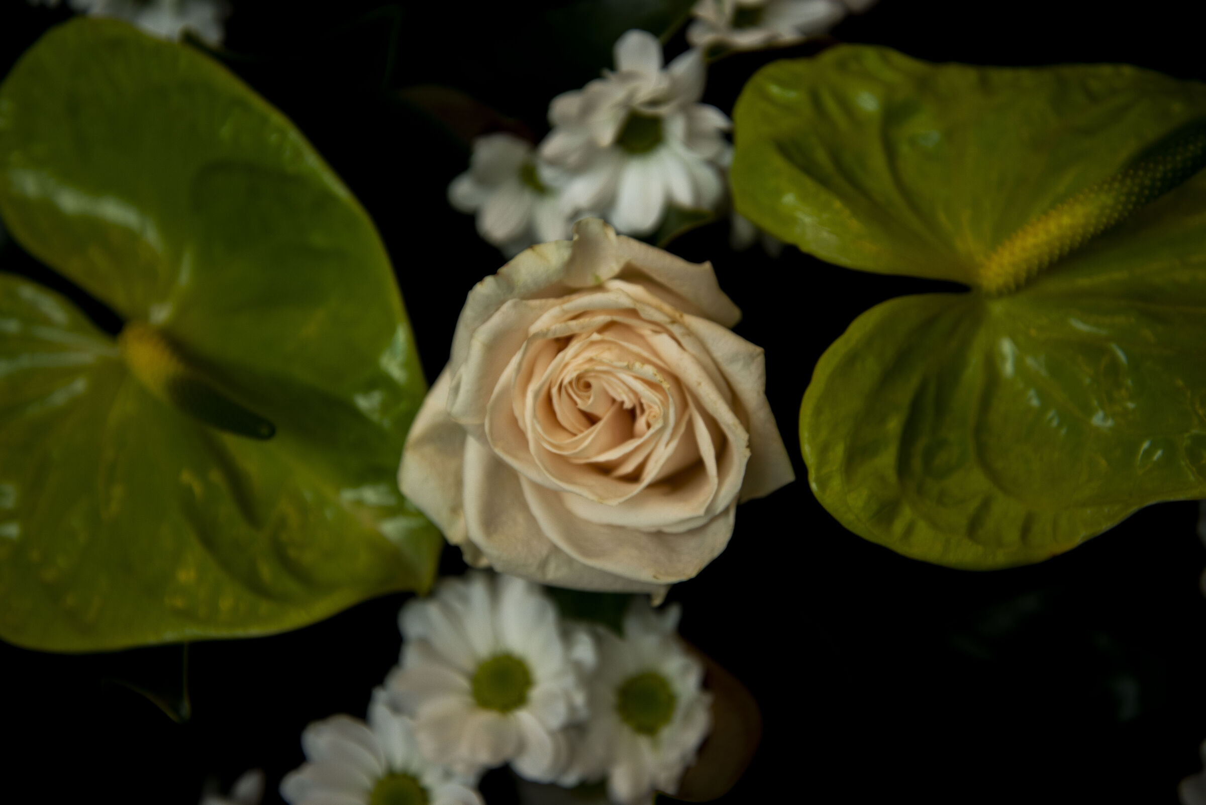 Rose among the flowers