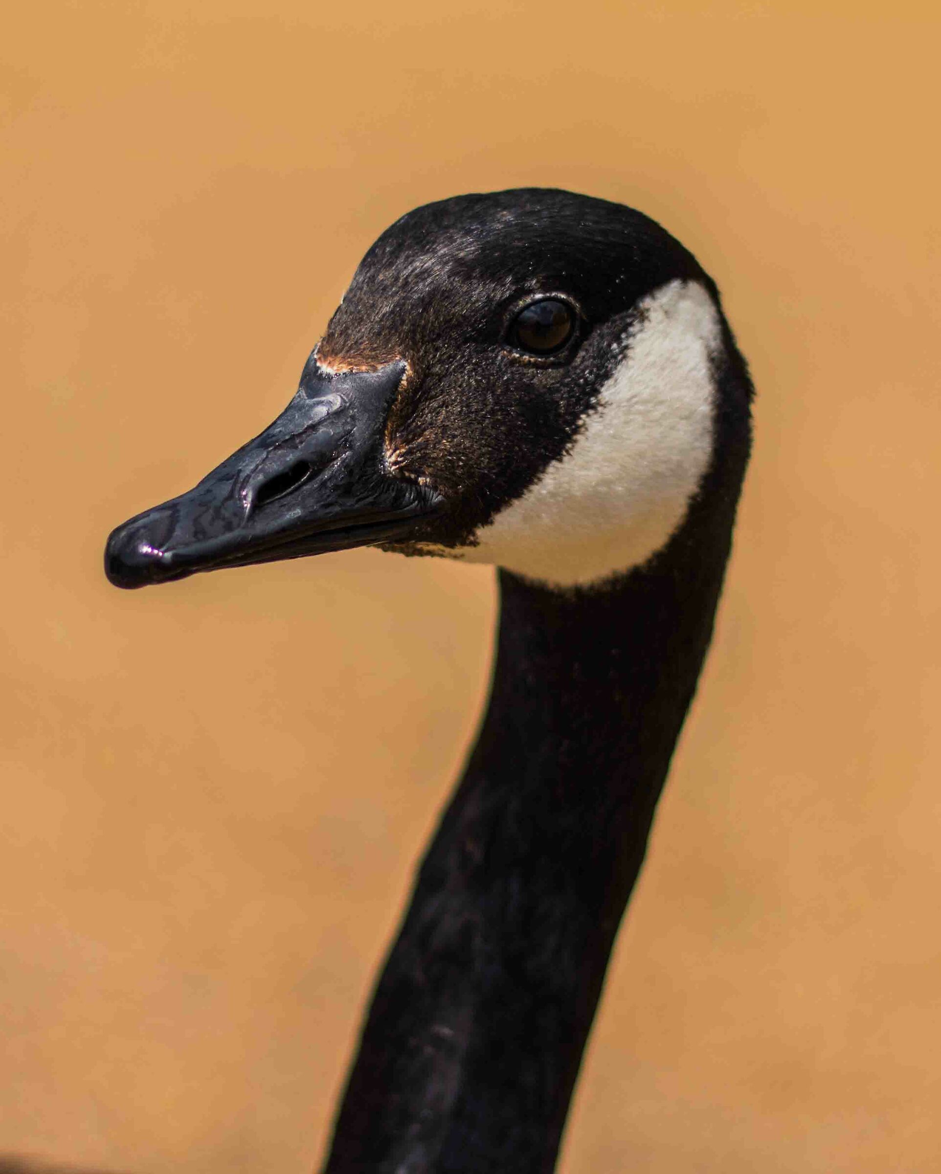 Canadian Goose