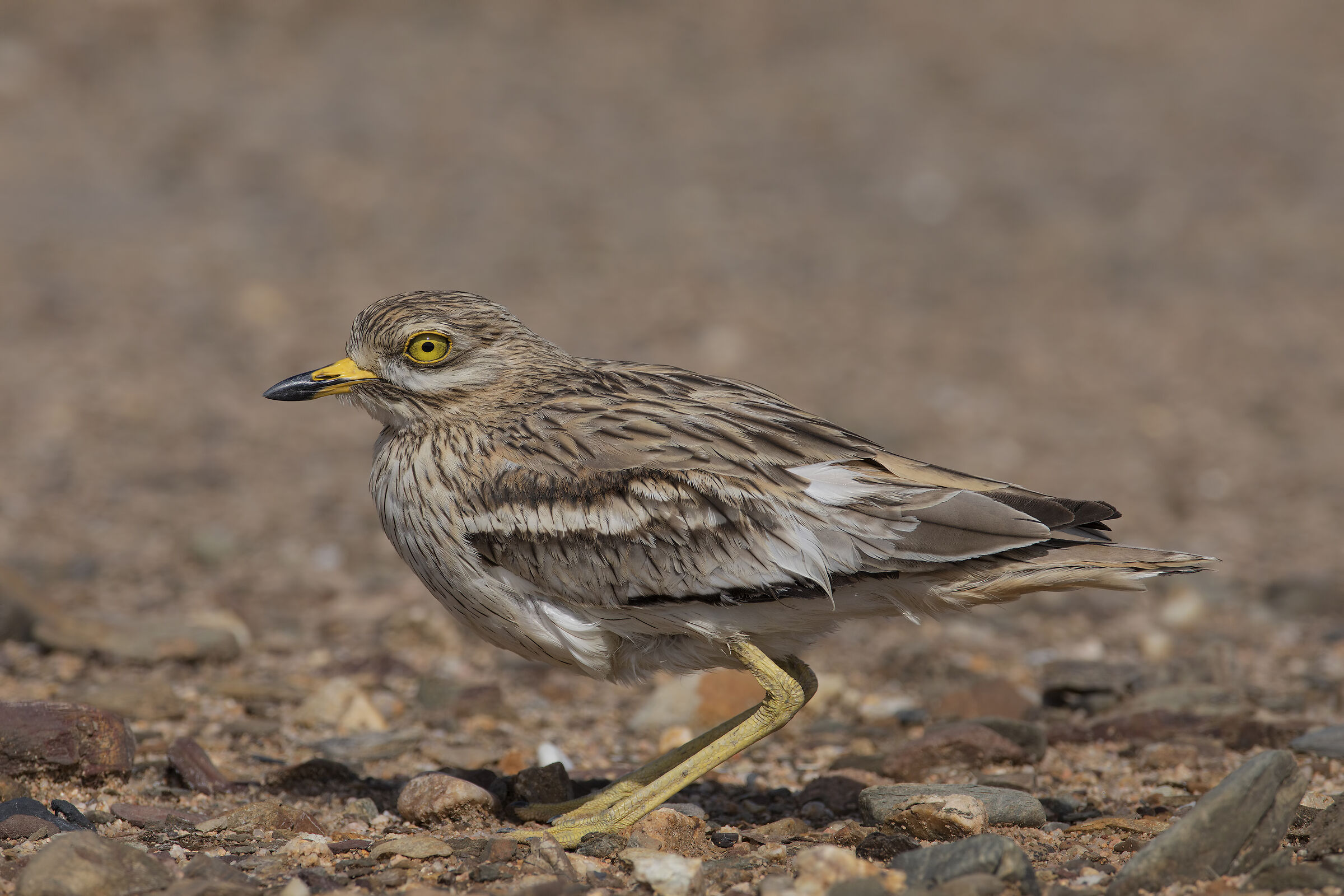 Eye (Burhinus Oedicnemus)