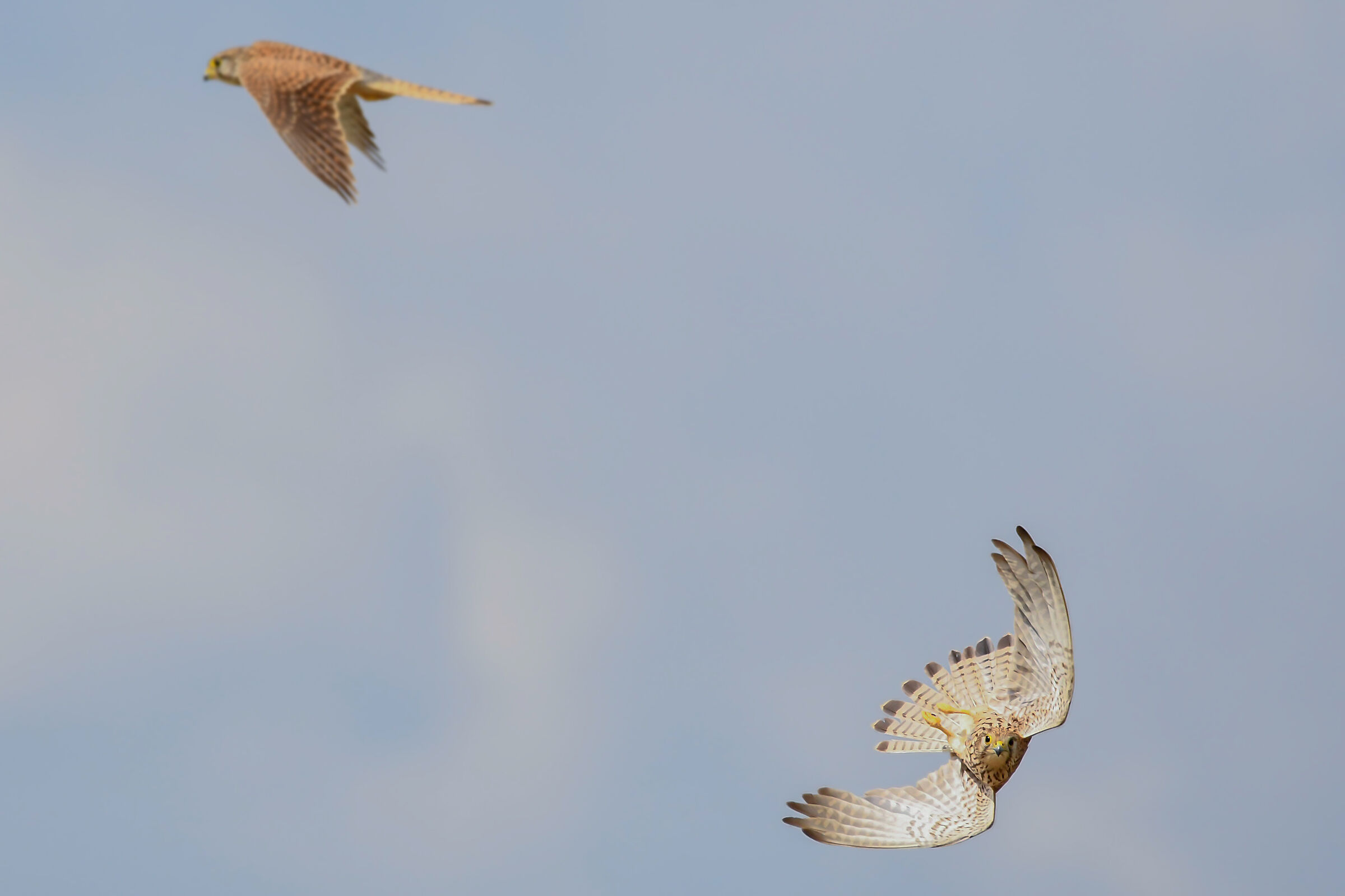 Acrobat of the original flight.