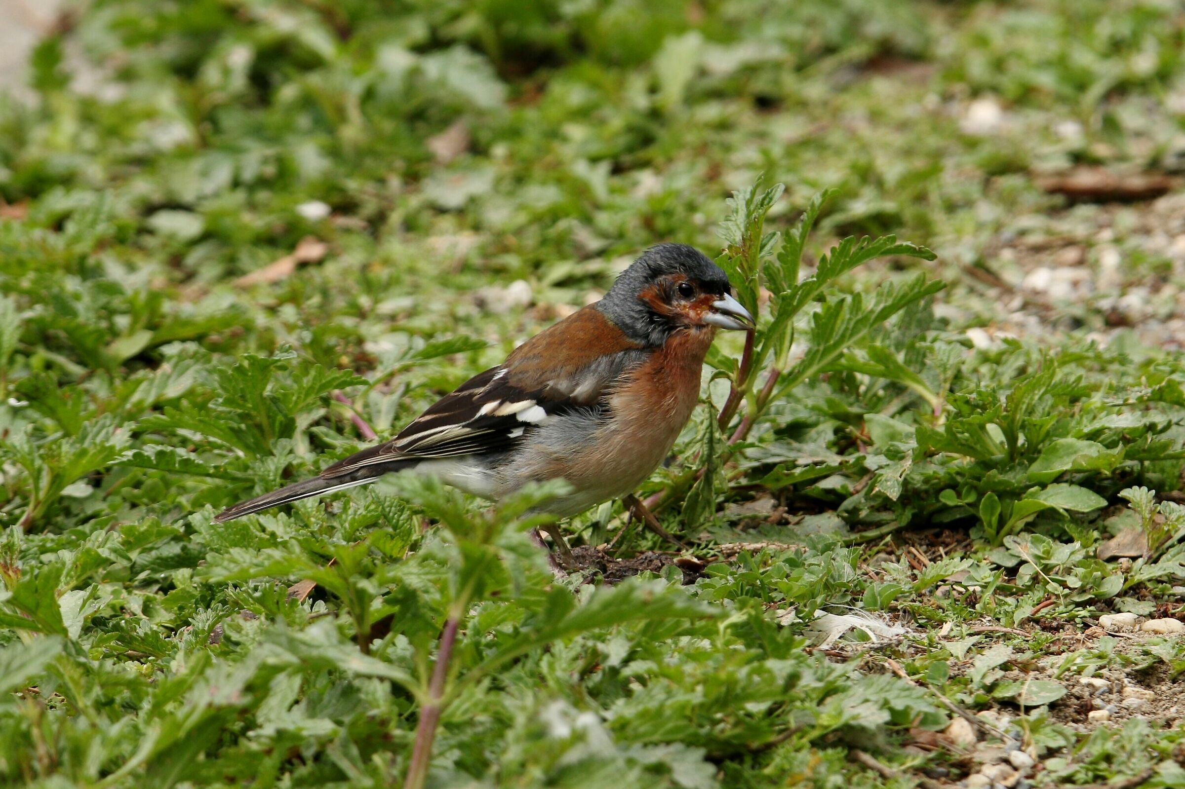 Chaffinch