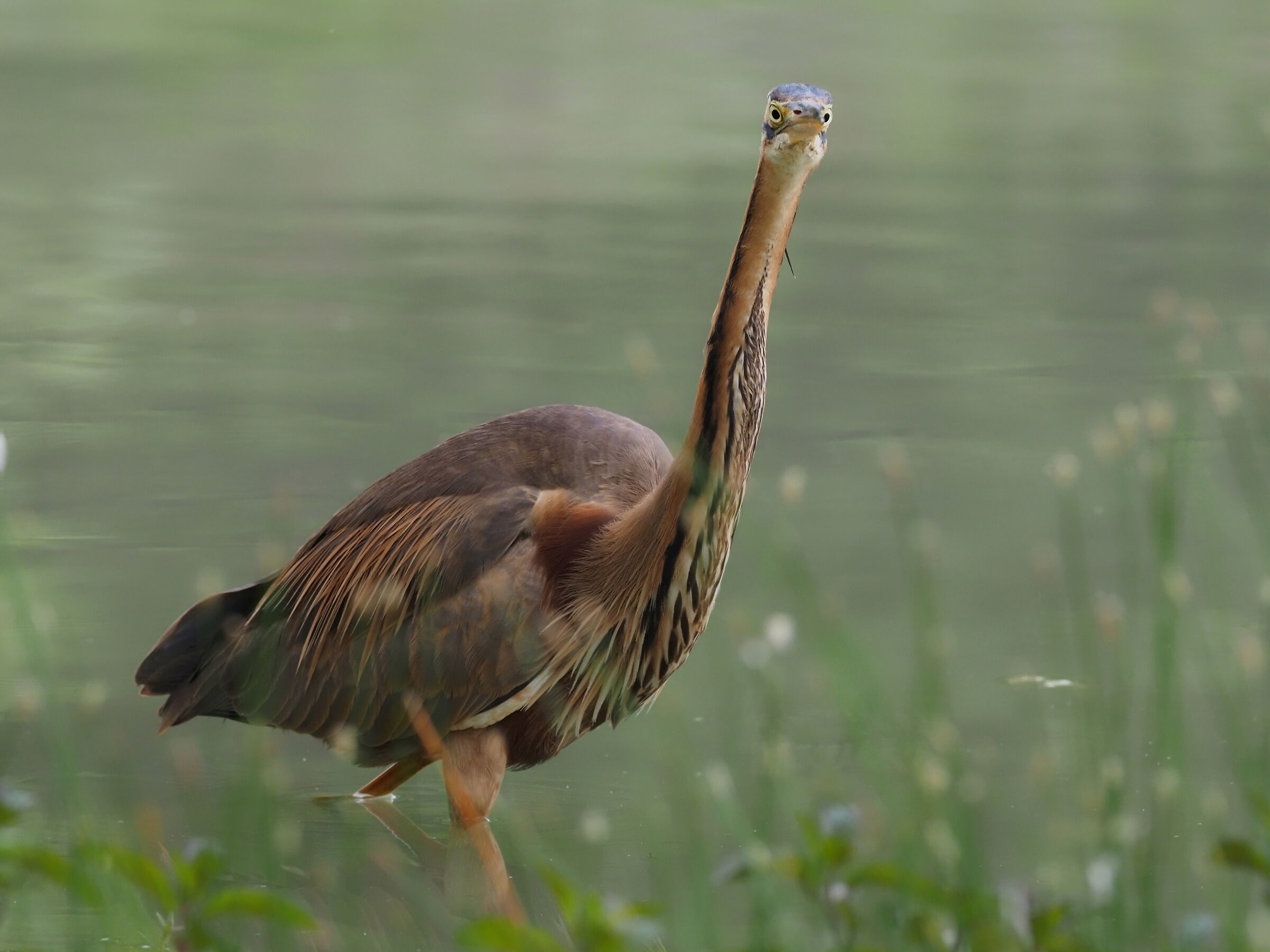 Airone rosso femmina