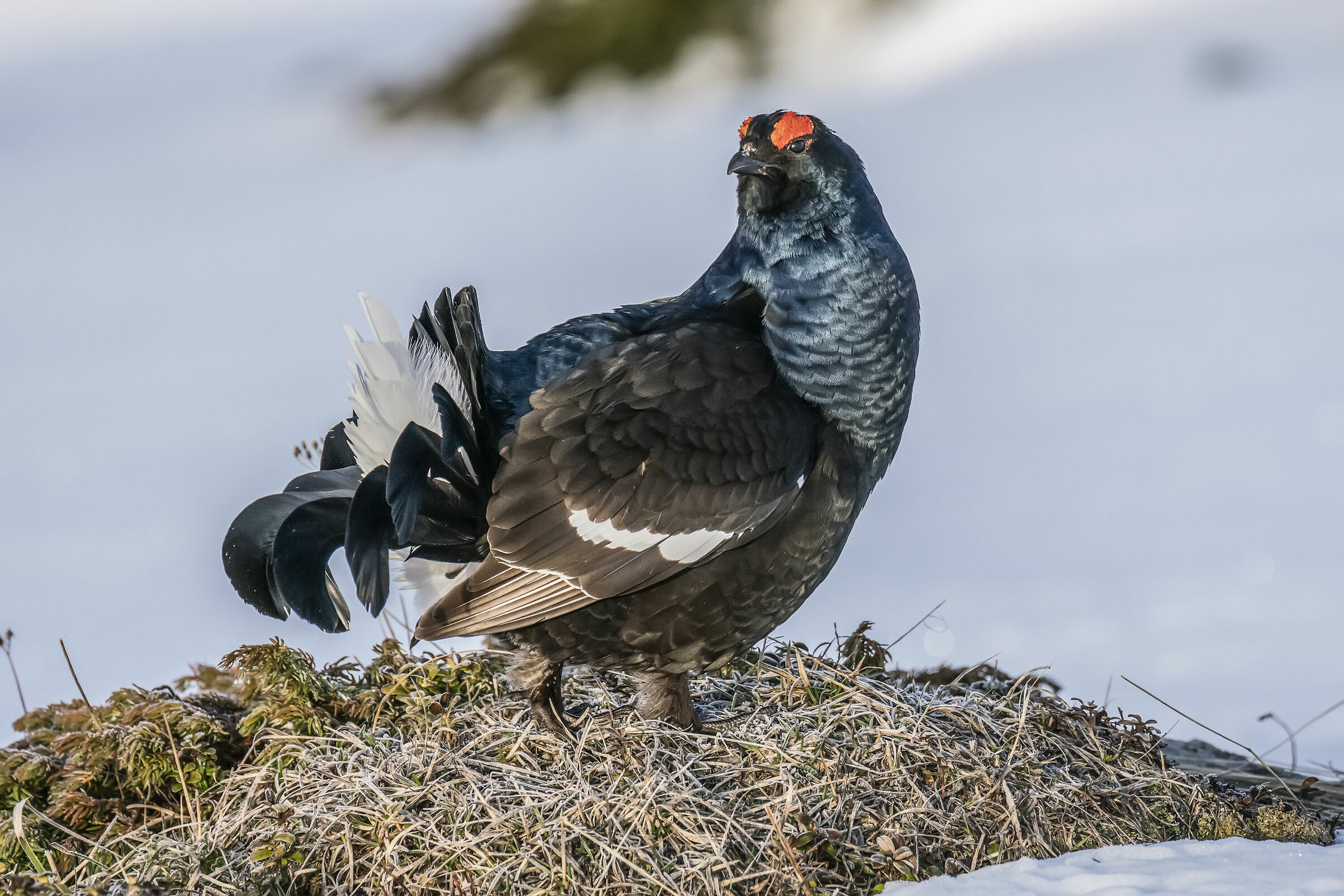 Gallo Forcello May 2019