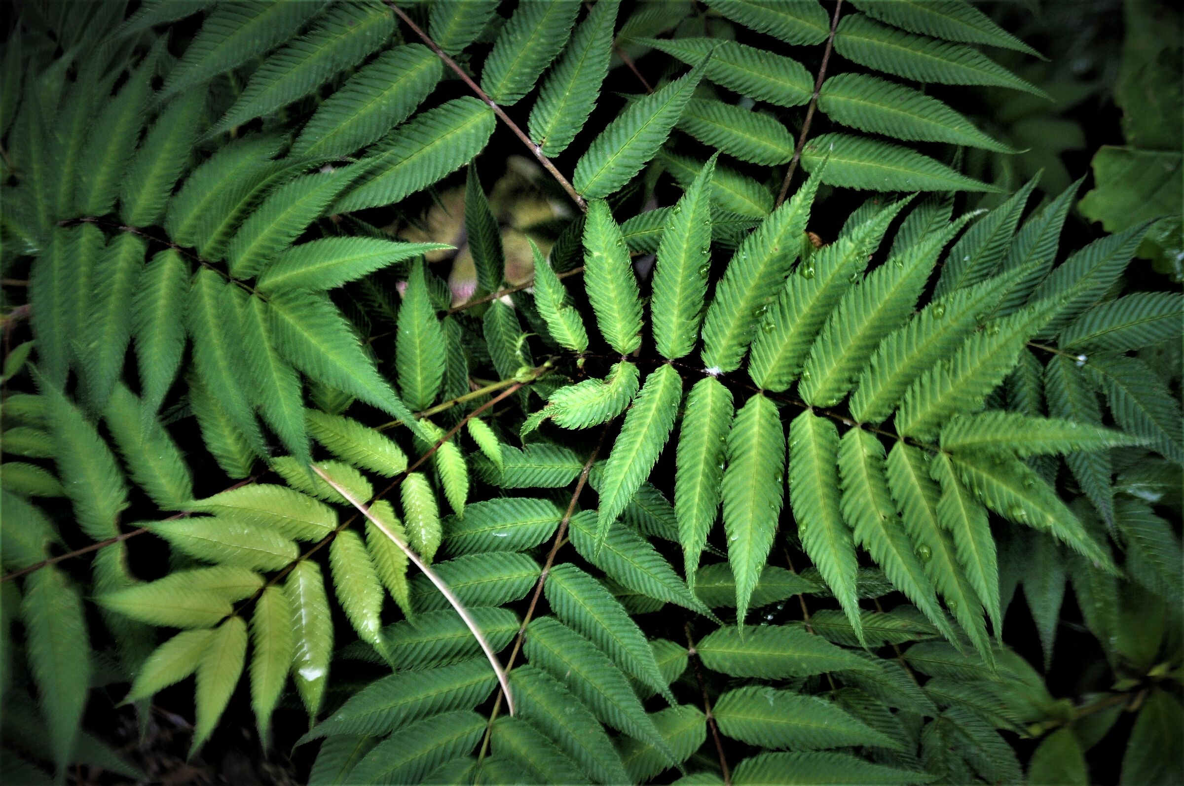 ... Ferns....