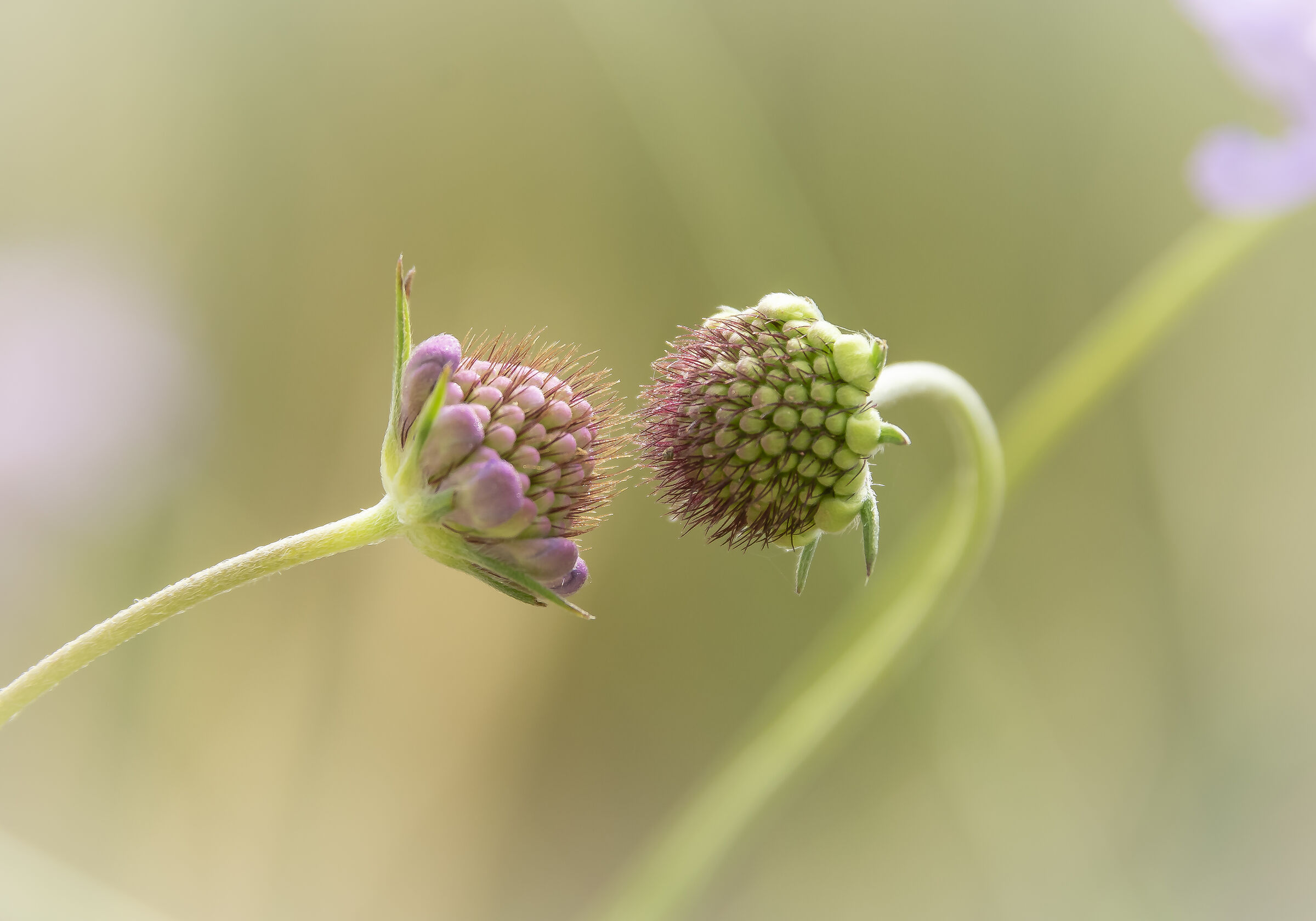 RnO Saline di Priolo- Baciarsi sotto le carezze del ven
