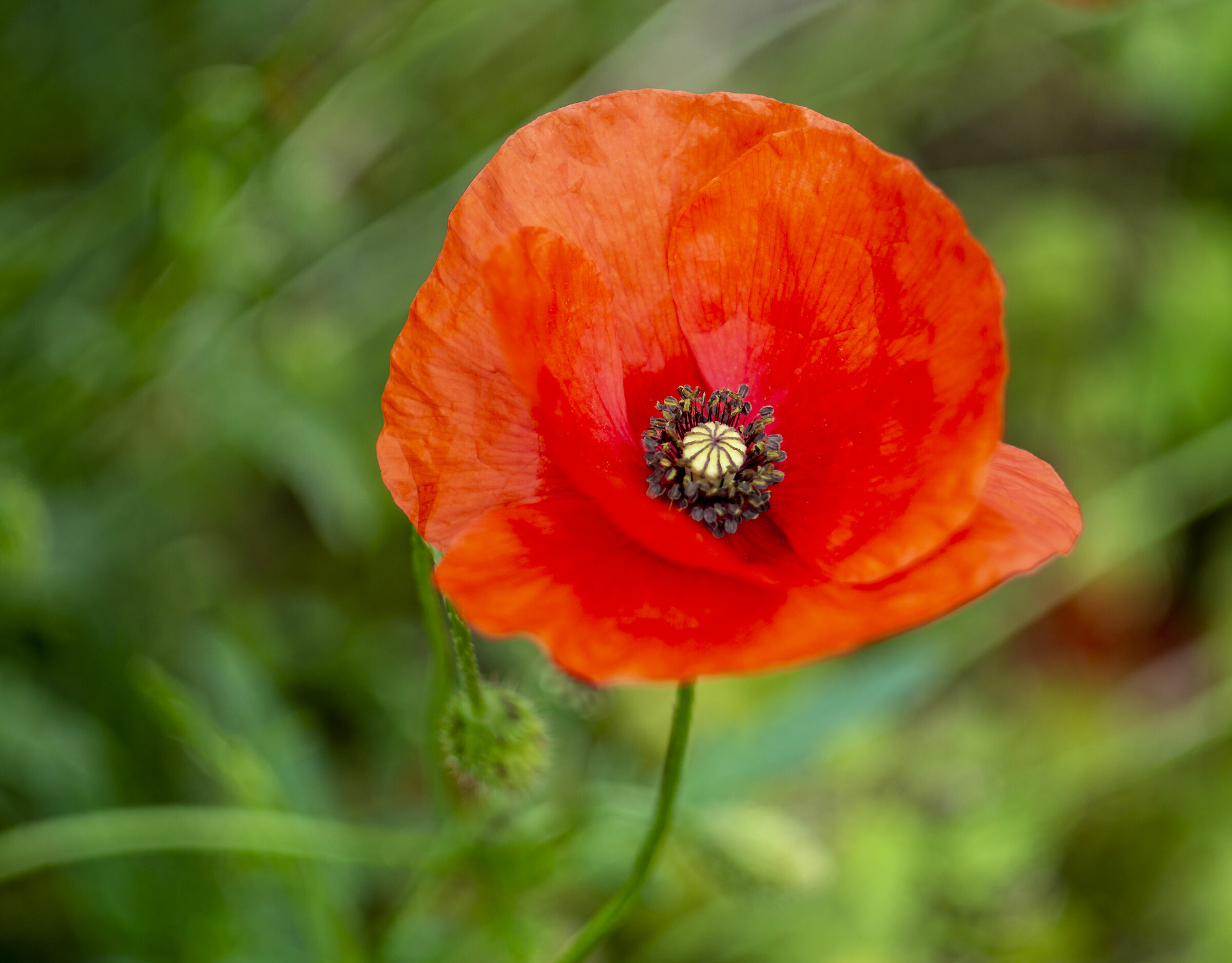 Un semplice papavero