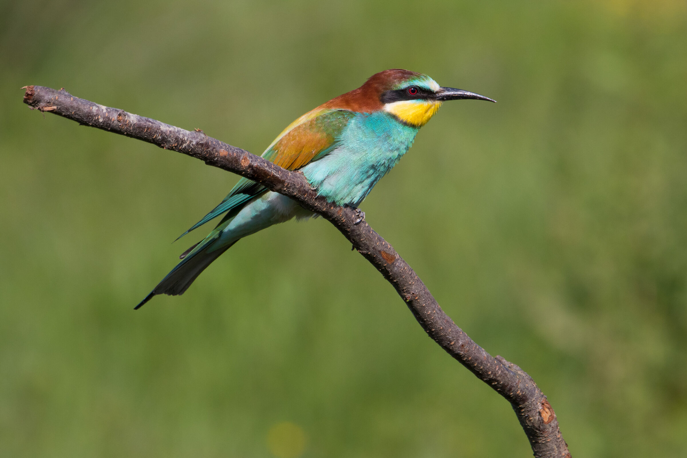 Bee-eater