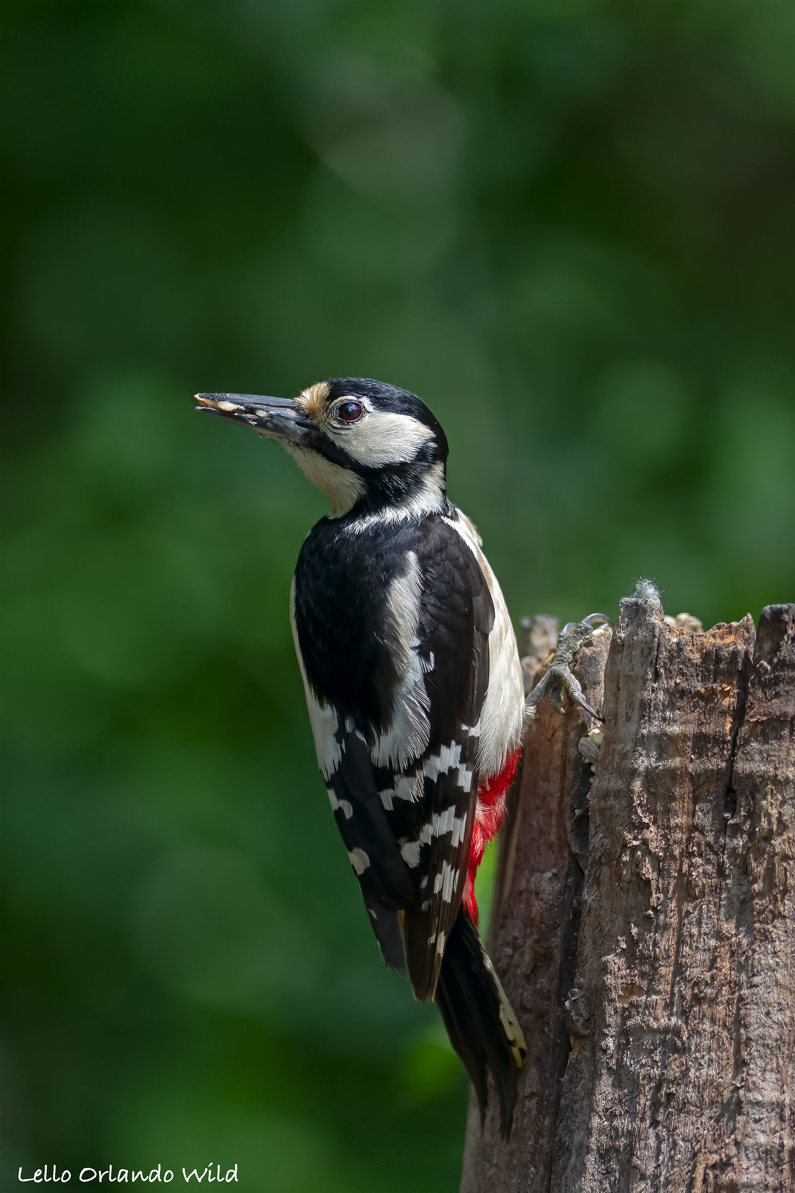 Picchio Rosso Maggiore