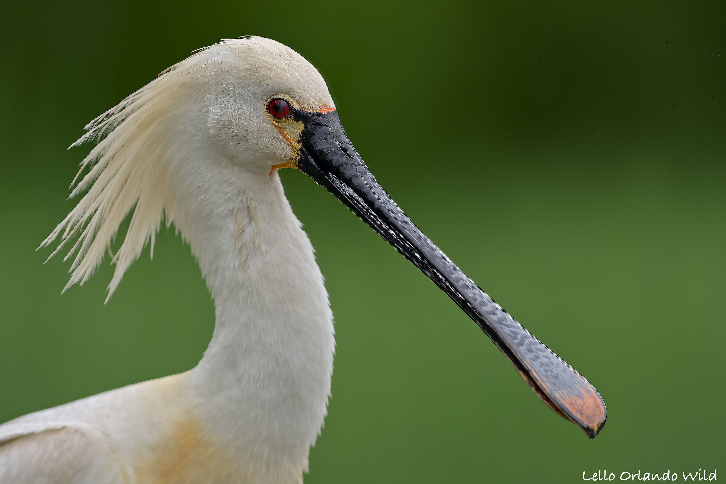 Spatula In the foreground