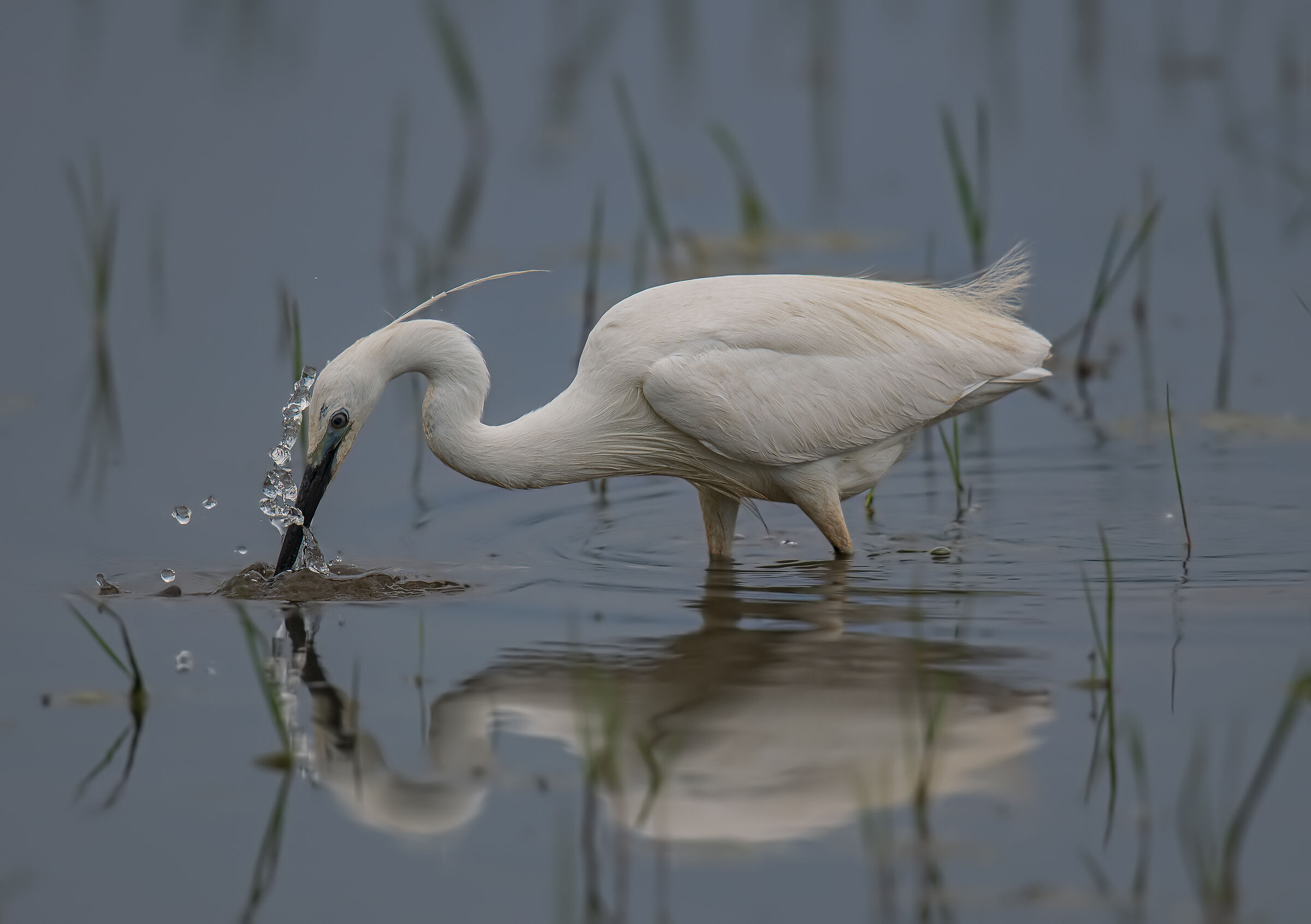 pesca della garzetta