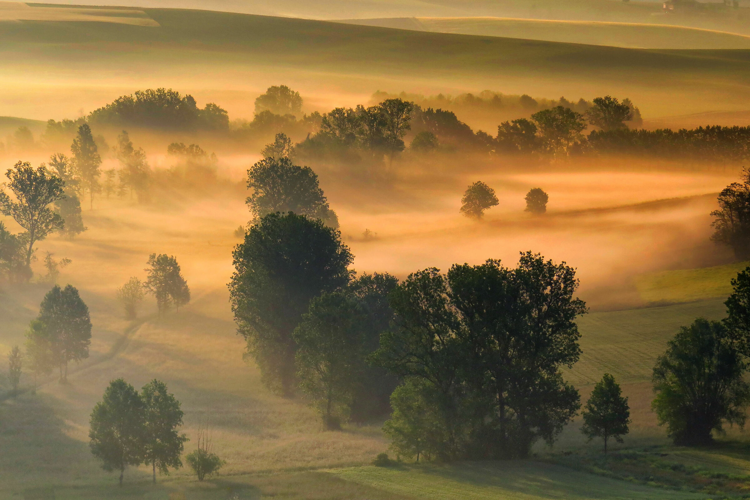 Alto Monferrato  " Alba"