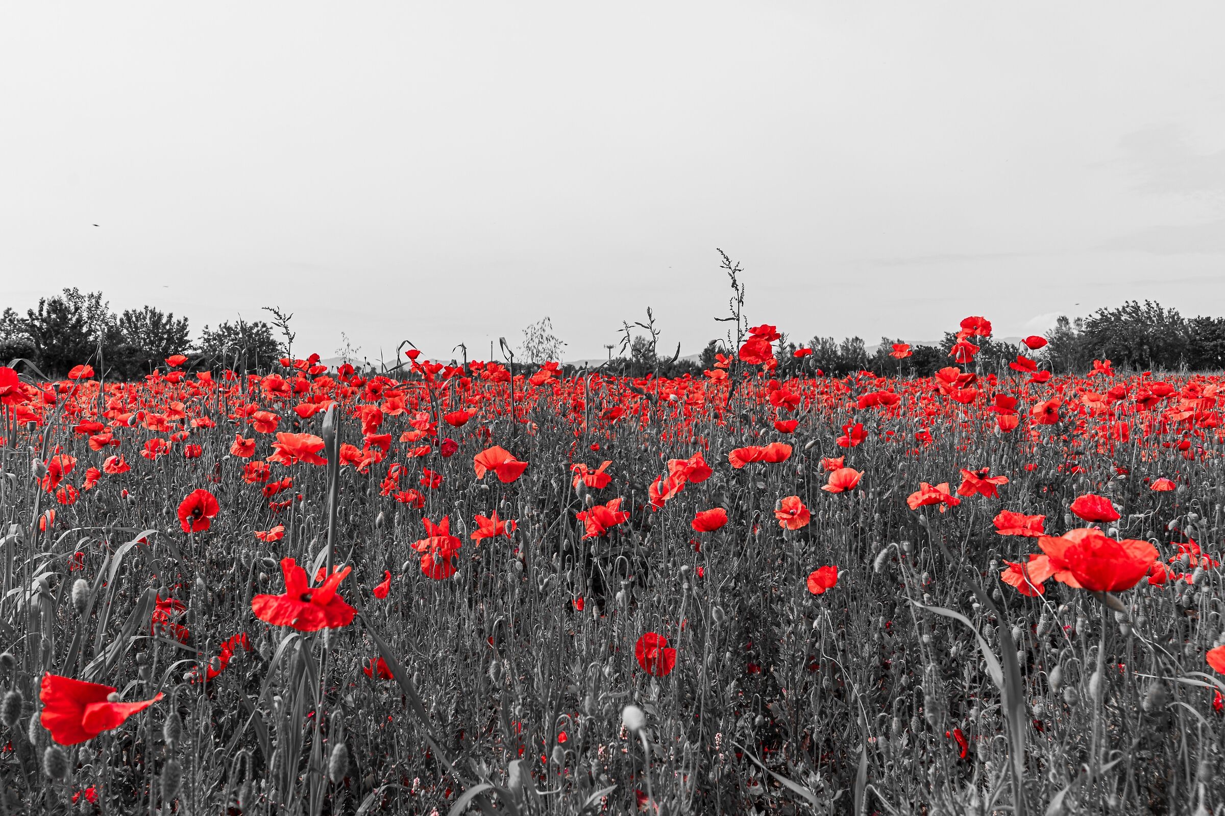 Poppies