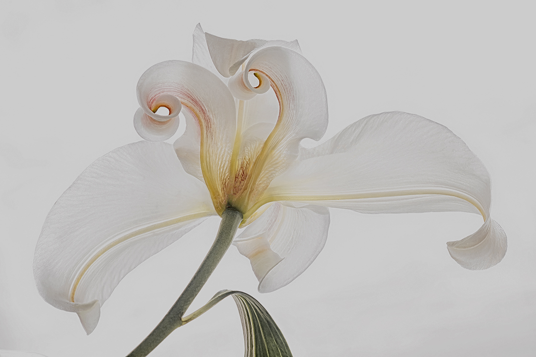 La creatività del giglio