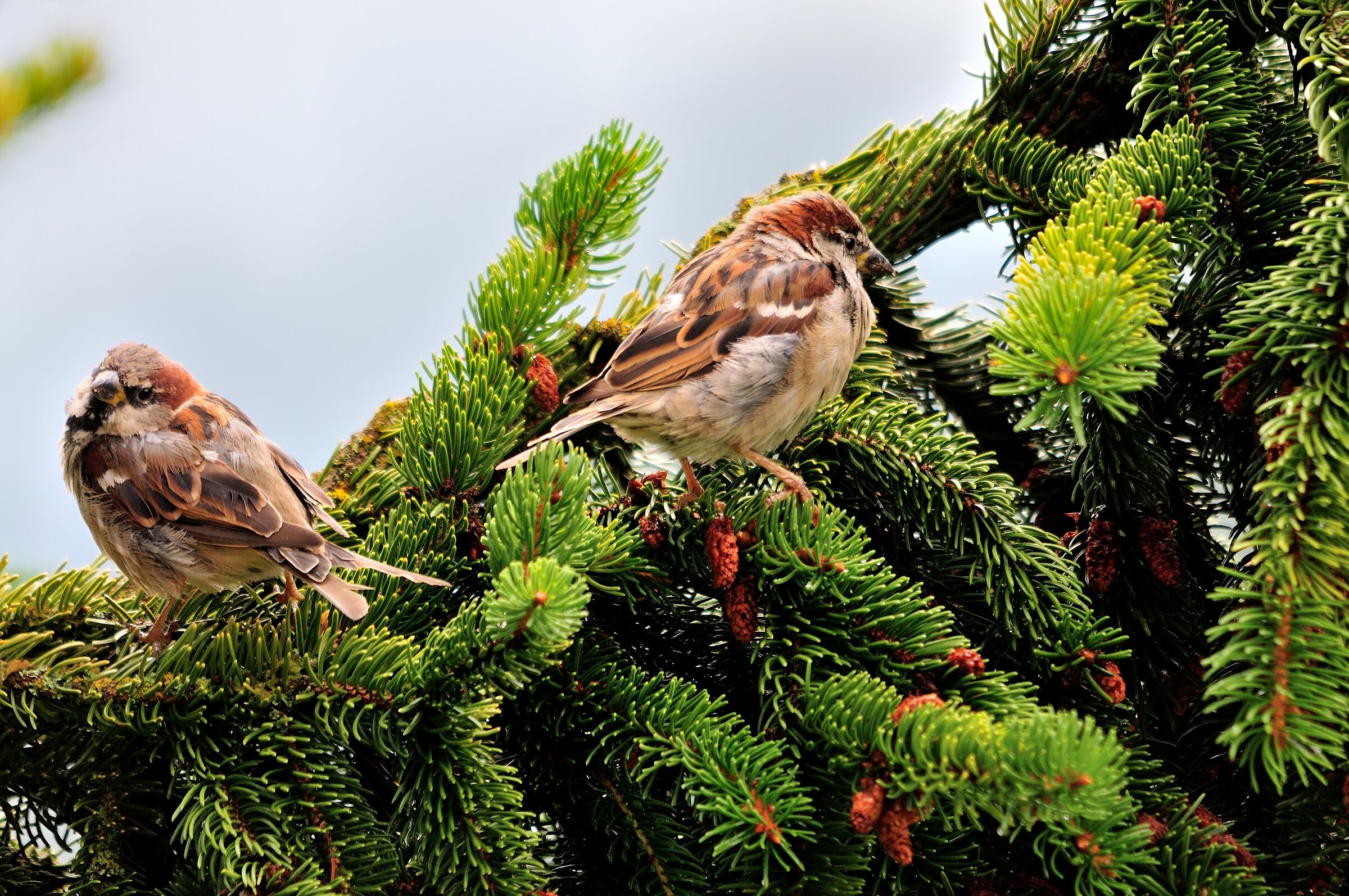 Sparrows