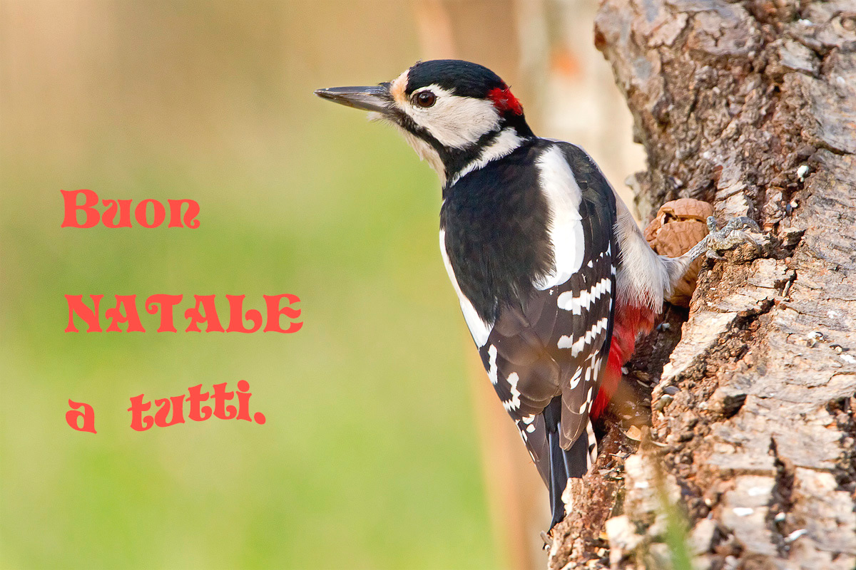 Picchio Natale