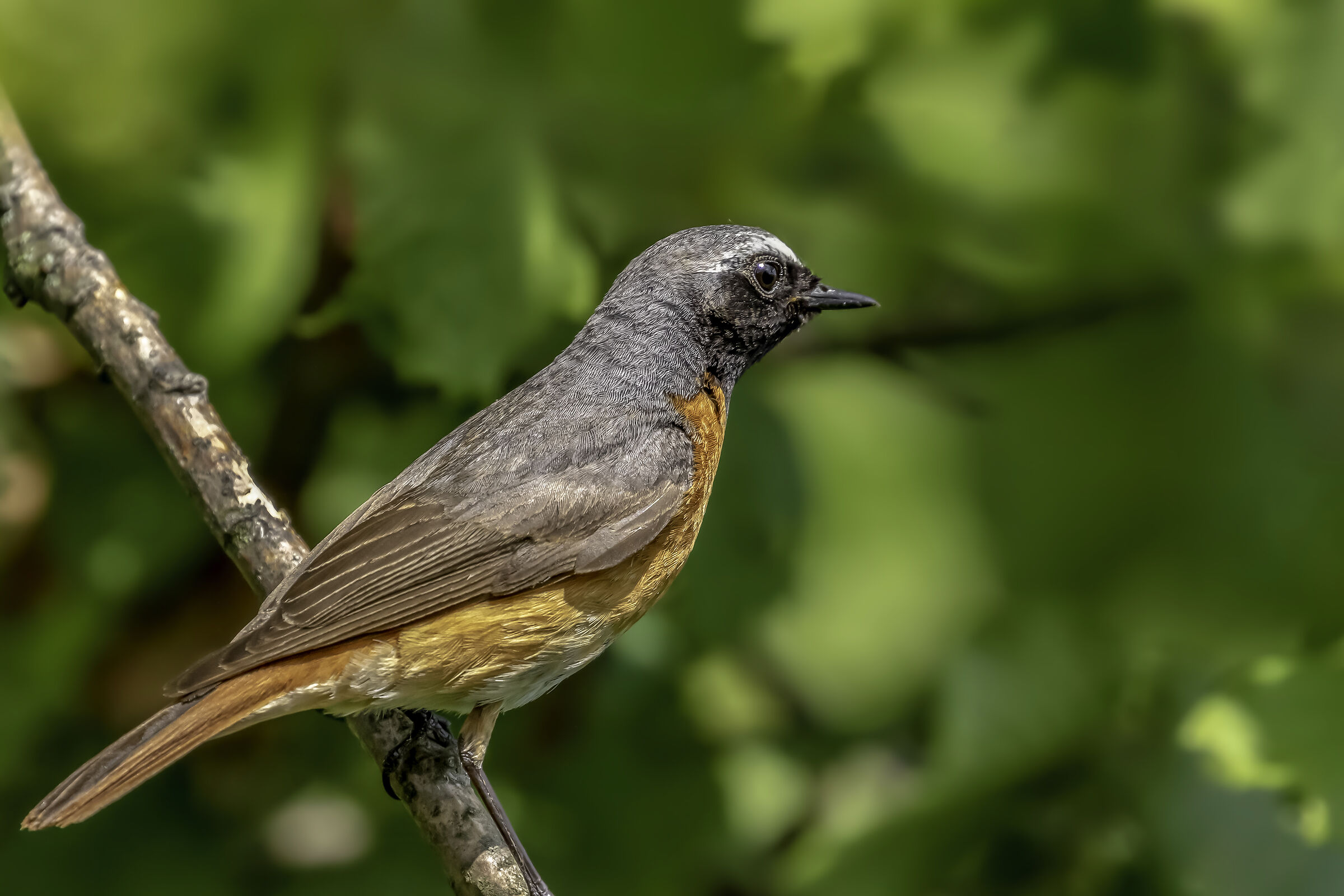 Comune Codirosso (phoenicurus Phoenicurus)